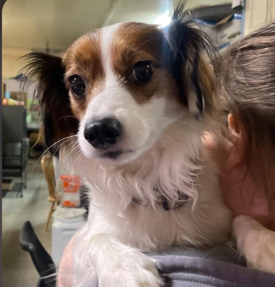 F-AL, an adopted mixed breed in Billings, MT image 2/2