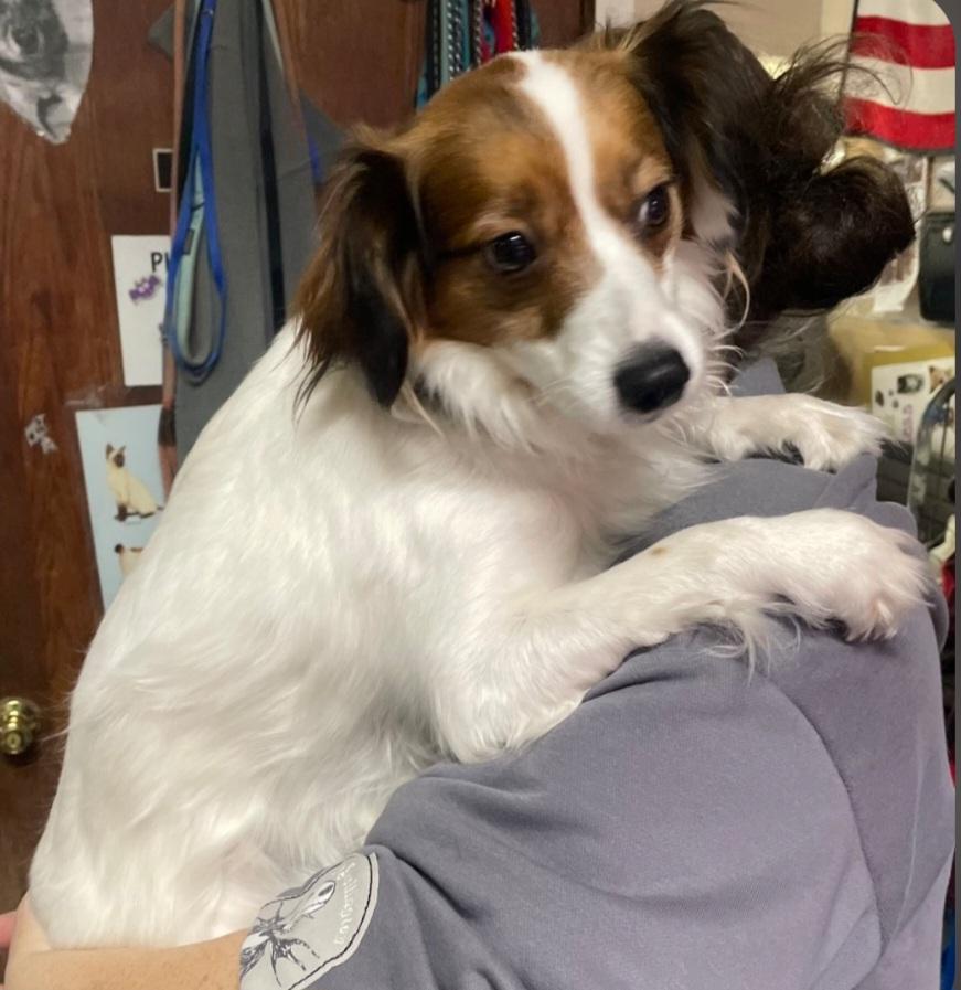 F-AL, adopted, Adult Male Chinese Crested Dog & Papillon.