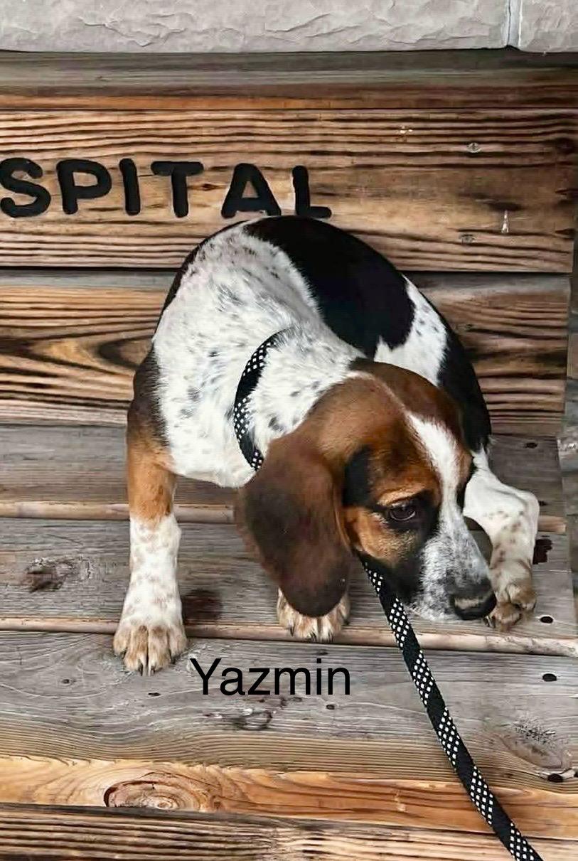 Enlarge Yazmin, a Adoptable Beagle in St. Clairsville, OH image 1/3