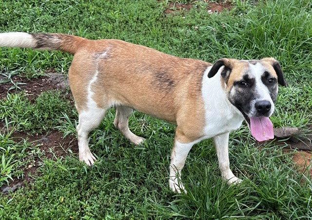 Enlarge Cressida, a Adoptable Black Mouth Cur in Carrollton, GA image 1/3