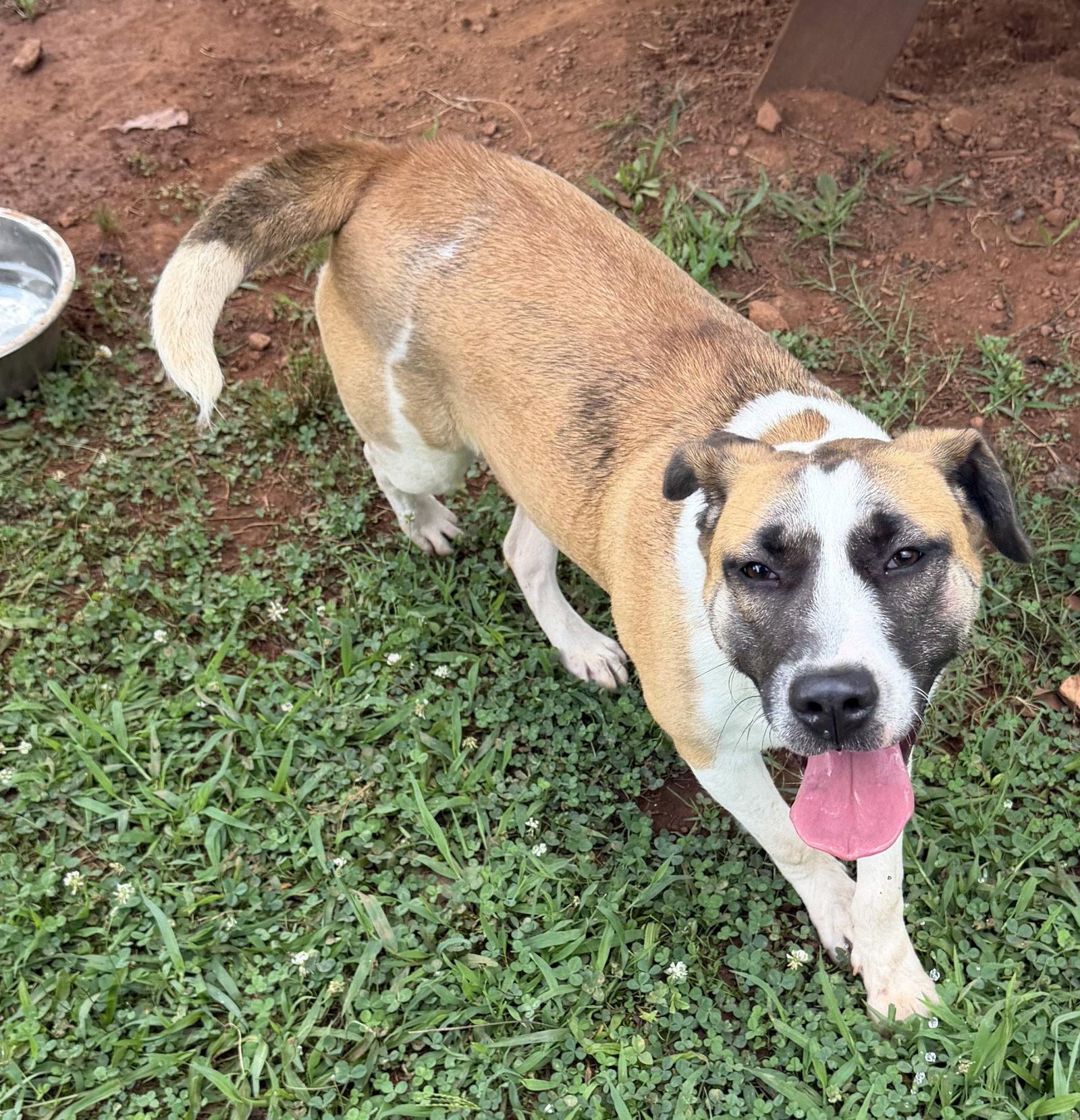 Enlarge Cressida, a Adoptable Black Mouth Cur in Carrollton, GA image 2/3