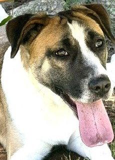 Enlarge Cressida, a Adoptable Black Mouth Cur in Carrollton, GA image 3/3