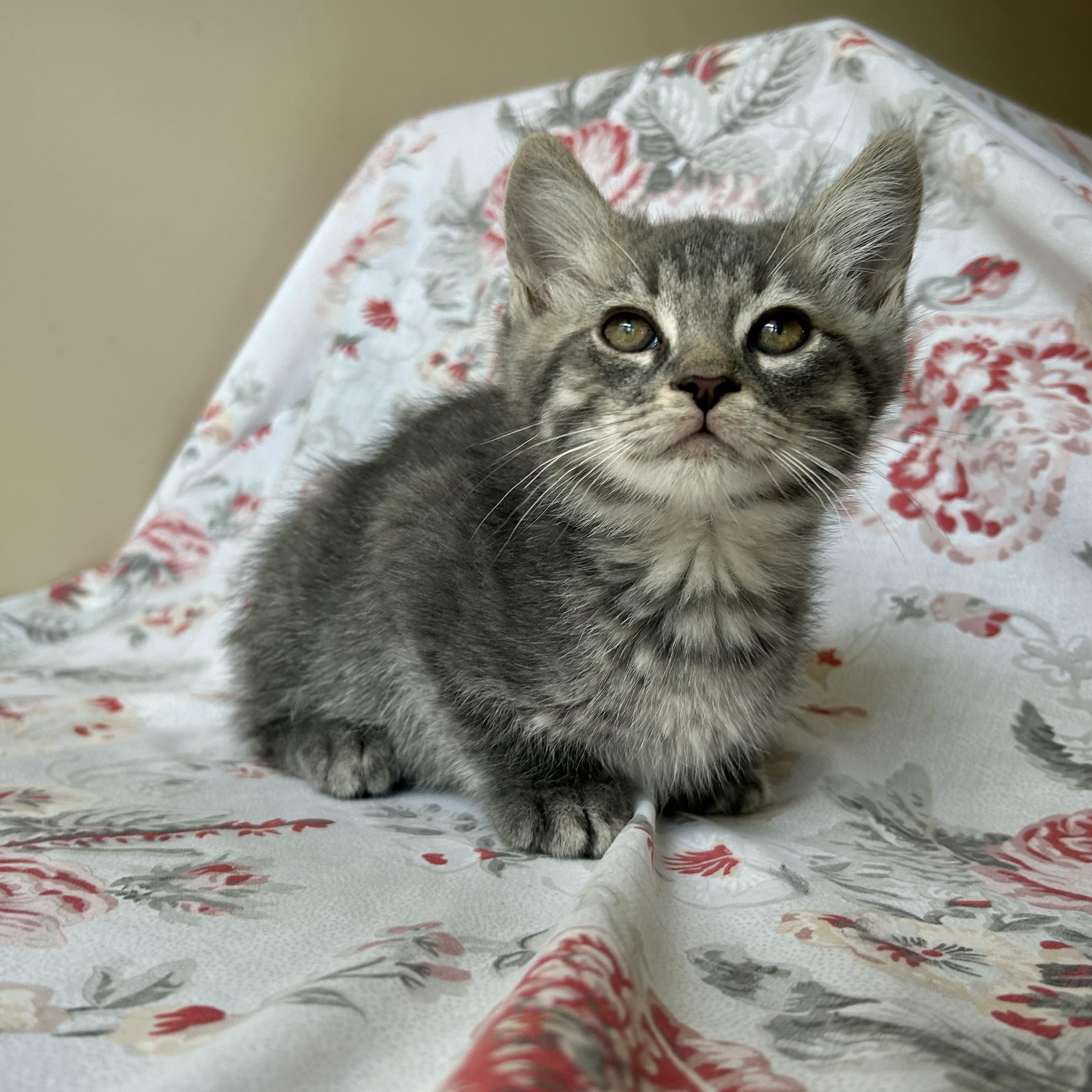 Arthur, a Adoptable Domestic Medium Hair in Seymour, TN image 2/3
