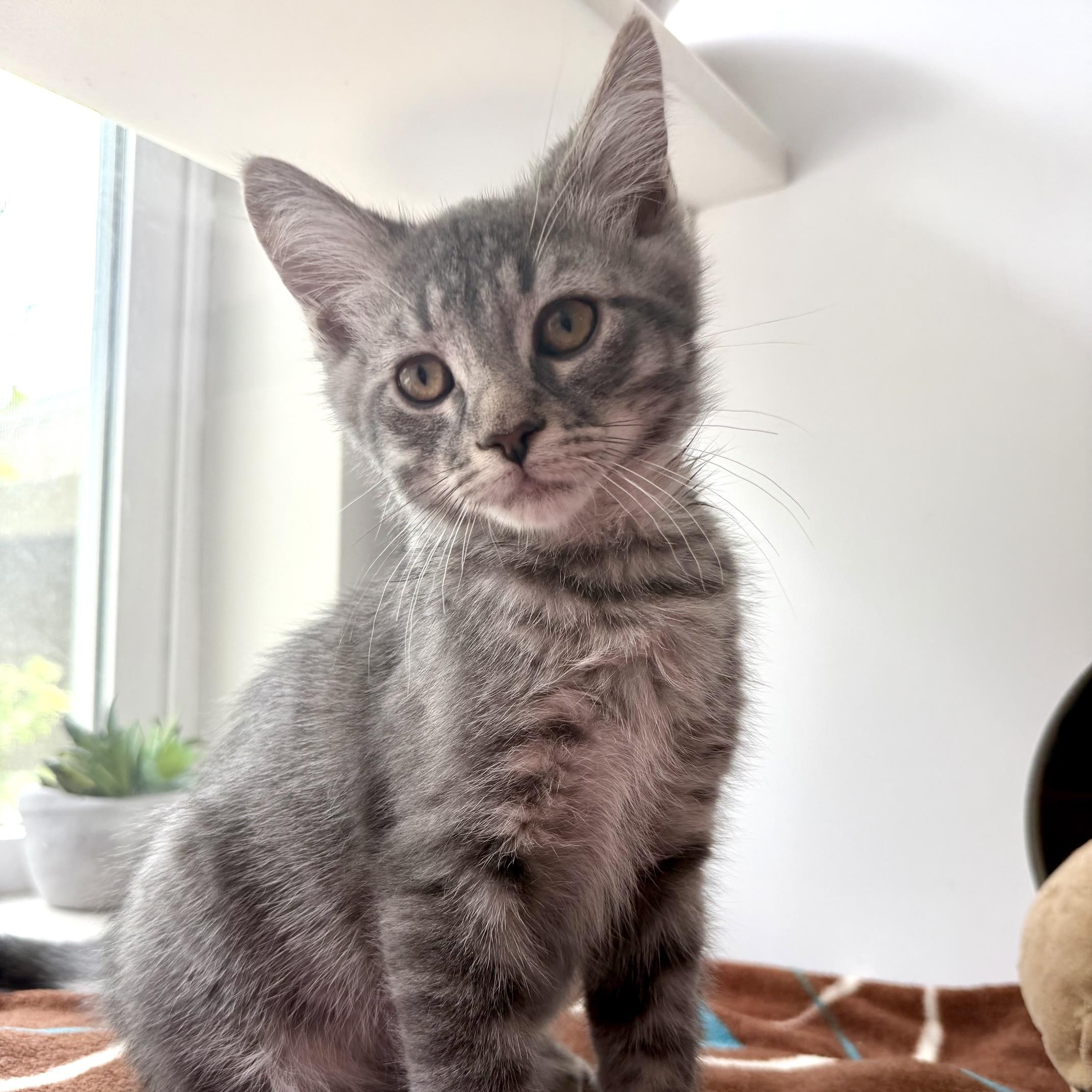Arthur, Adoptable, Kitten Male Domestic Medium Hair.