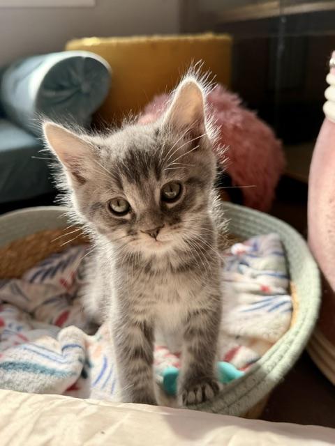 Arthur, a Adoptable Domestic Medium Hair in Seymour, TN image 3/3