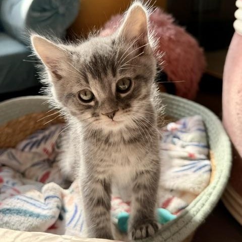 Enlarge Arthur, a Adoptable Domestic Medium Hair in Seymour, TN image 6/6