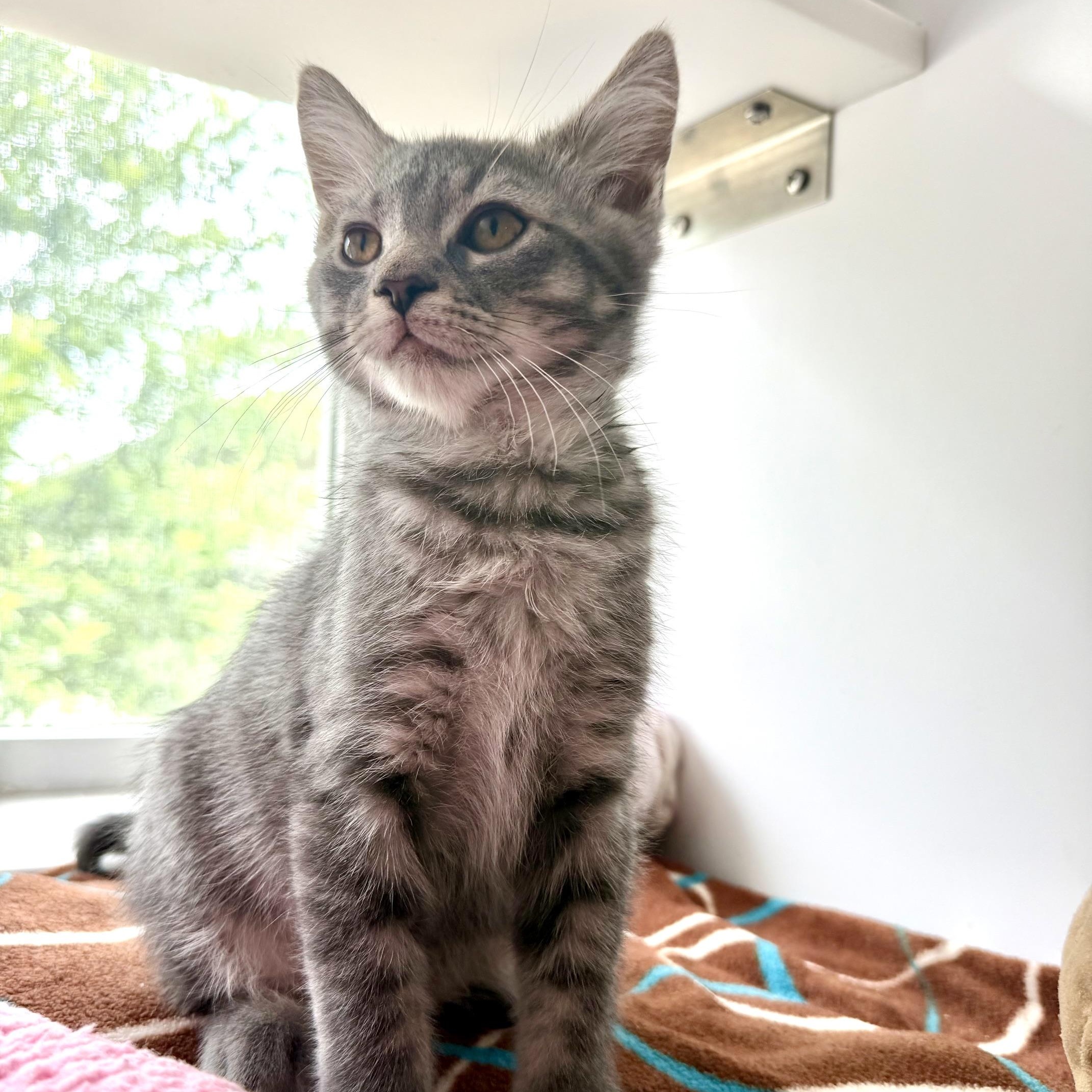 Enlarge Arthur, a Adoptable Domestic Medium Hair in Seymour, TN image 2/6