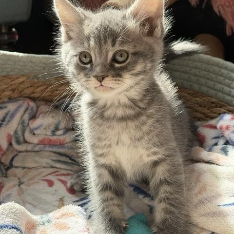 Arthur, Adoptable, Kitten Male Domestic Medium Hair.