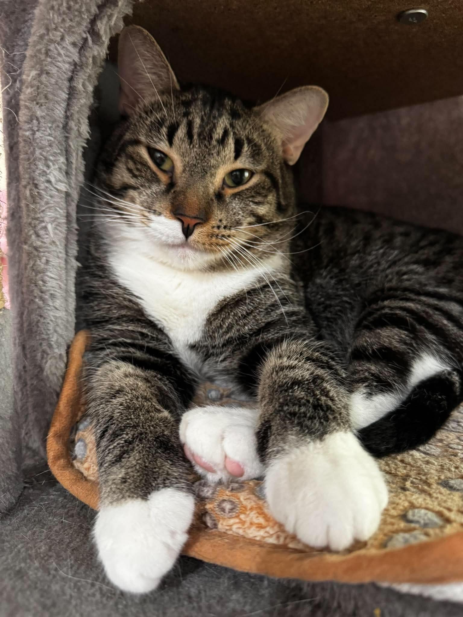 Andy, Adoptable, Adult Male Domestic Short Hair.