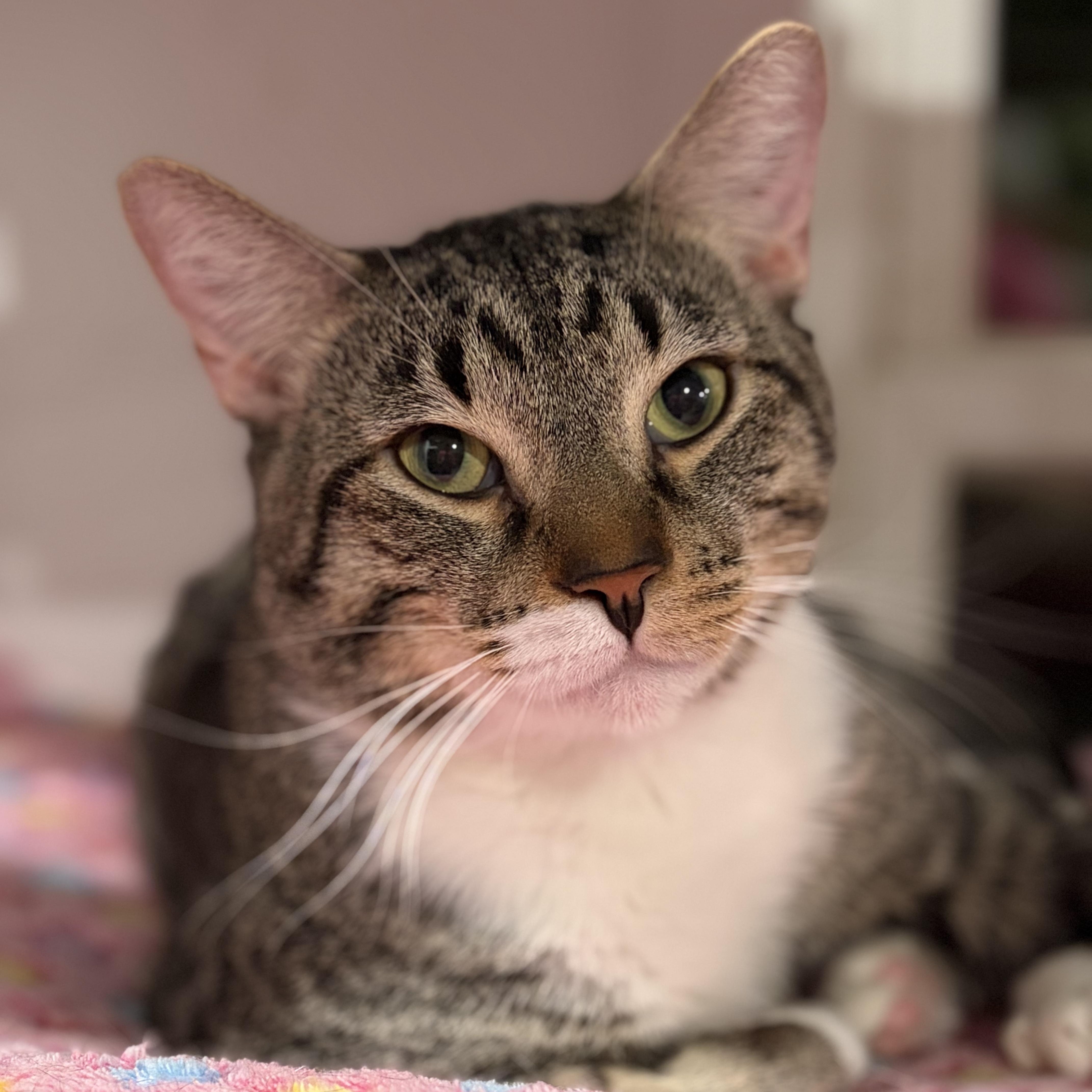 Andy, Adoptable, Adult Male Domestic Short Hair.