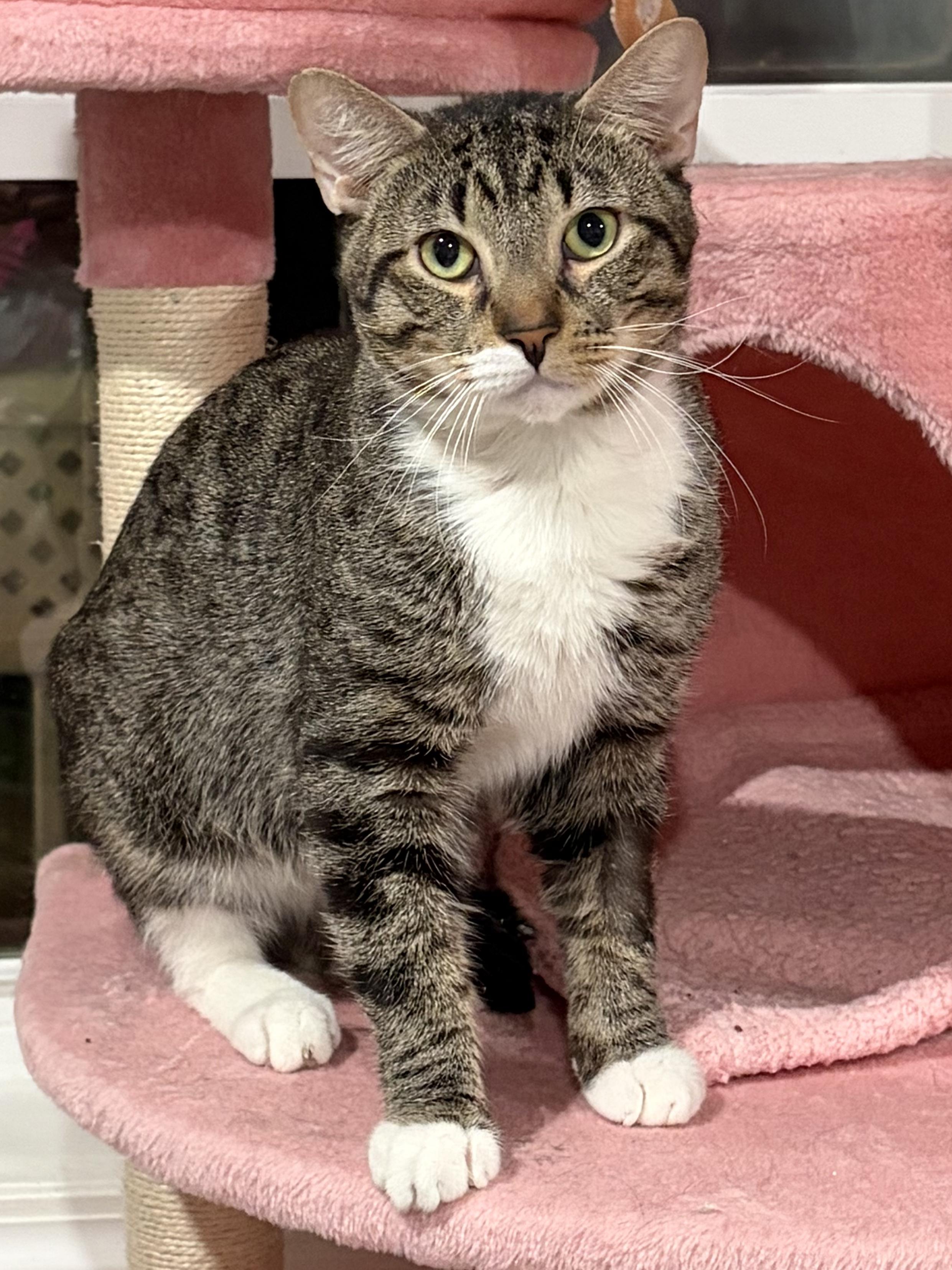 Enlarge Andy, a Adoptable Domestic Short Hair in North Huntingdon, PA image 3/3