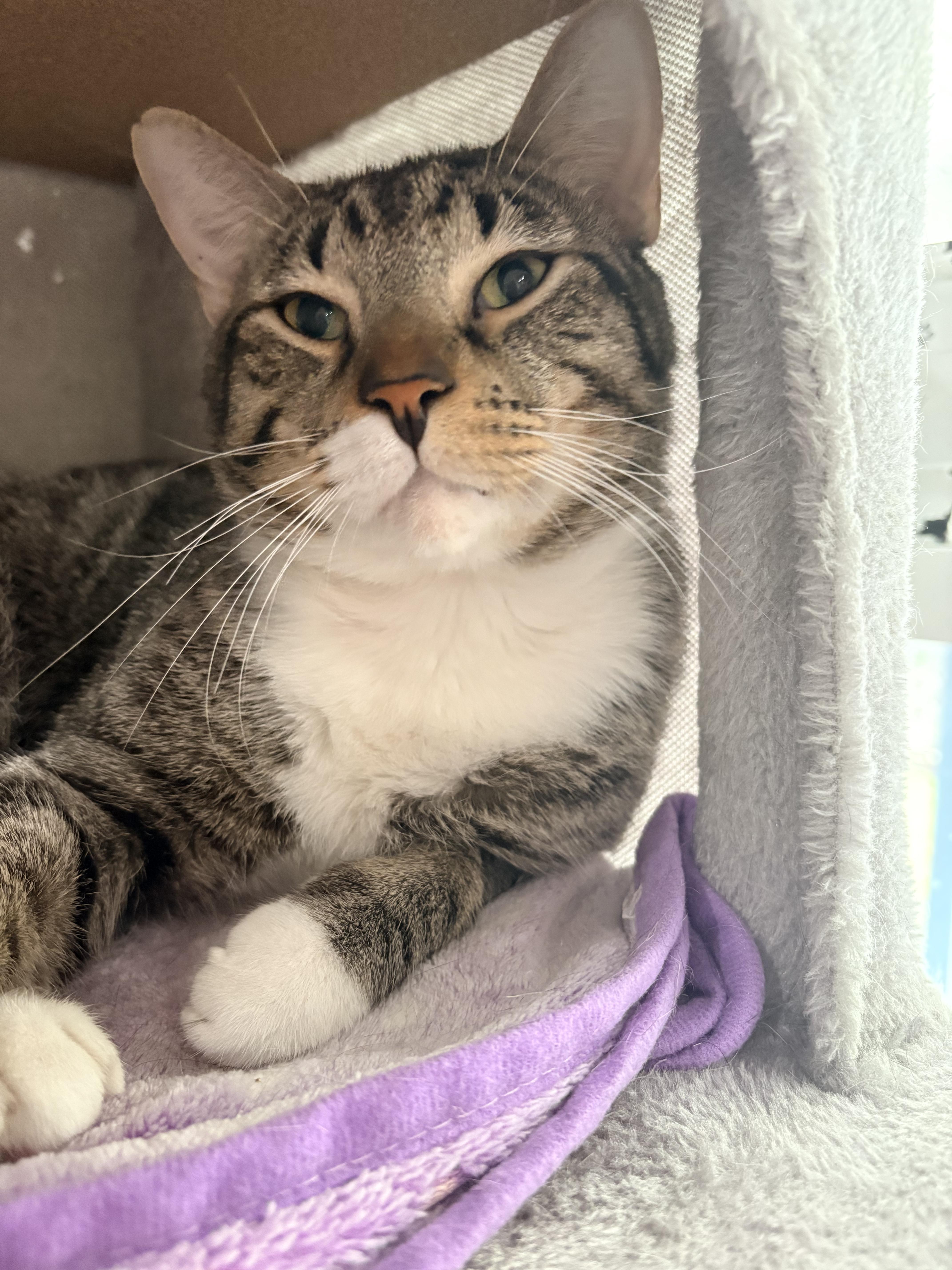Enlarge Andy, a Adoptable Domestic Short Hair in North Huntingdon, PA image 2/3