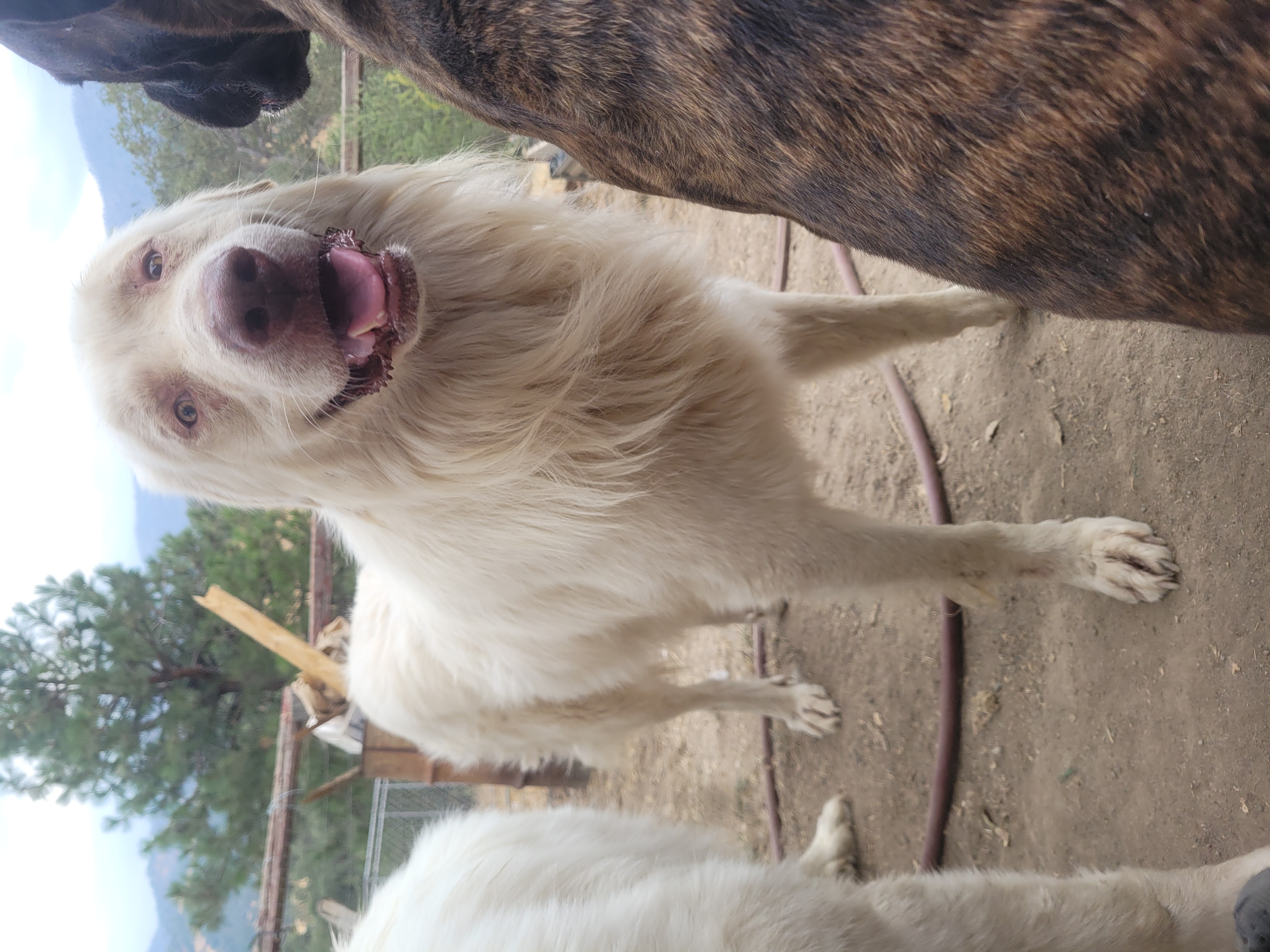 Enlarge Fonzi, a Adoptable Great Pyrenees in California Hot Springs, CA image 1/1