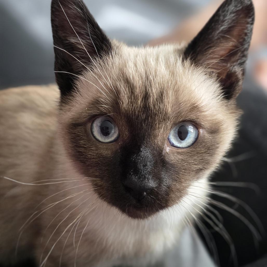 Ducky — thumbnail 2