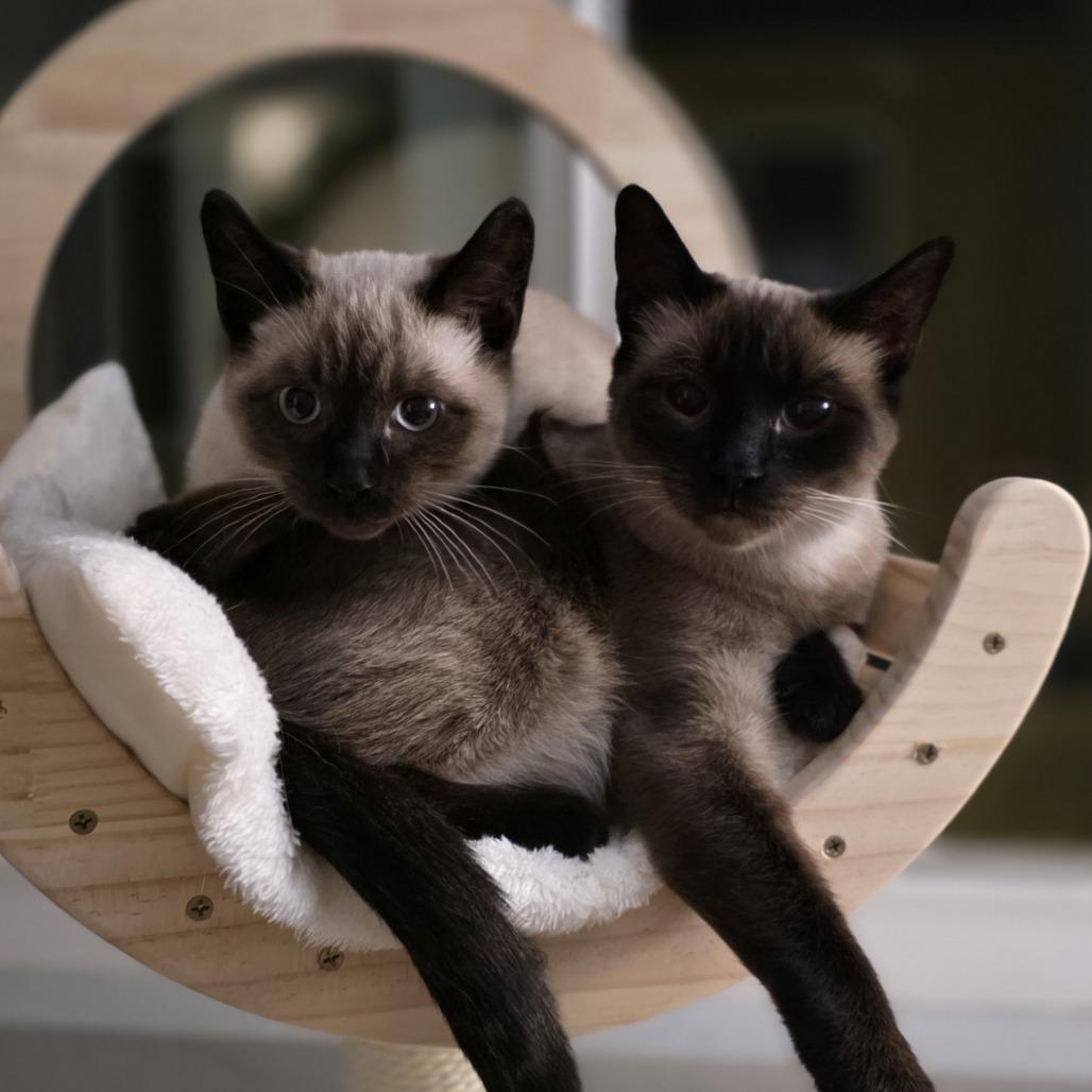 Ducky — thumbnail 3