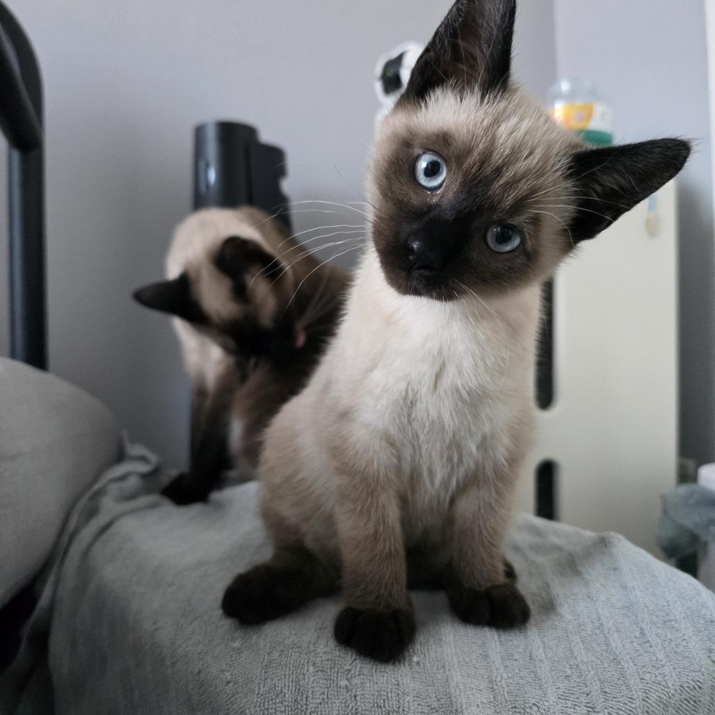 Ducky — thumbnail 4