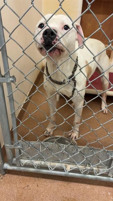 Enlarge CANYON, a Adoptable mixed breed in Casper, WY image 1/1