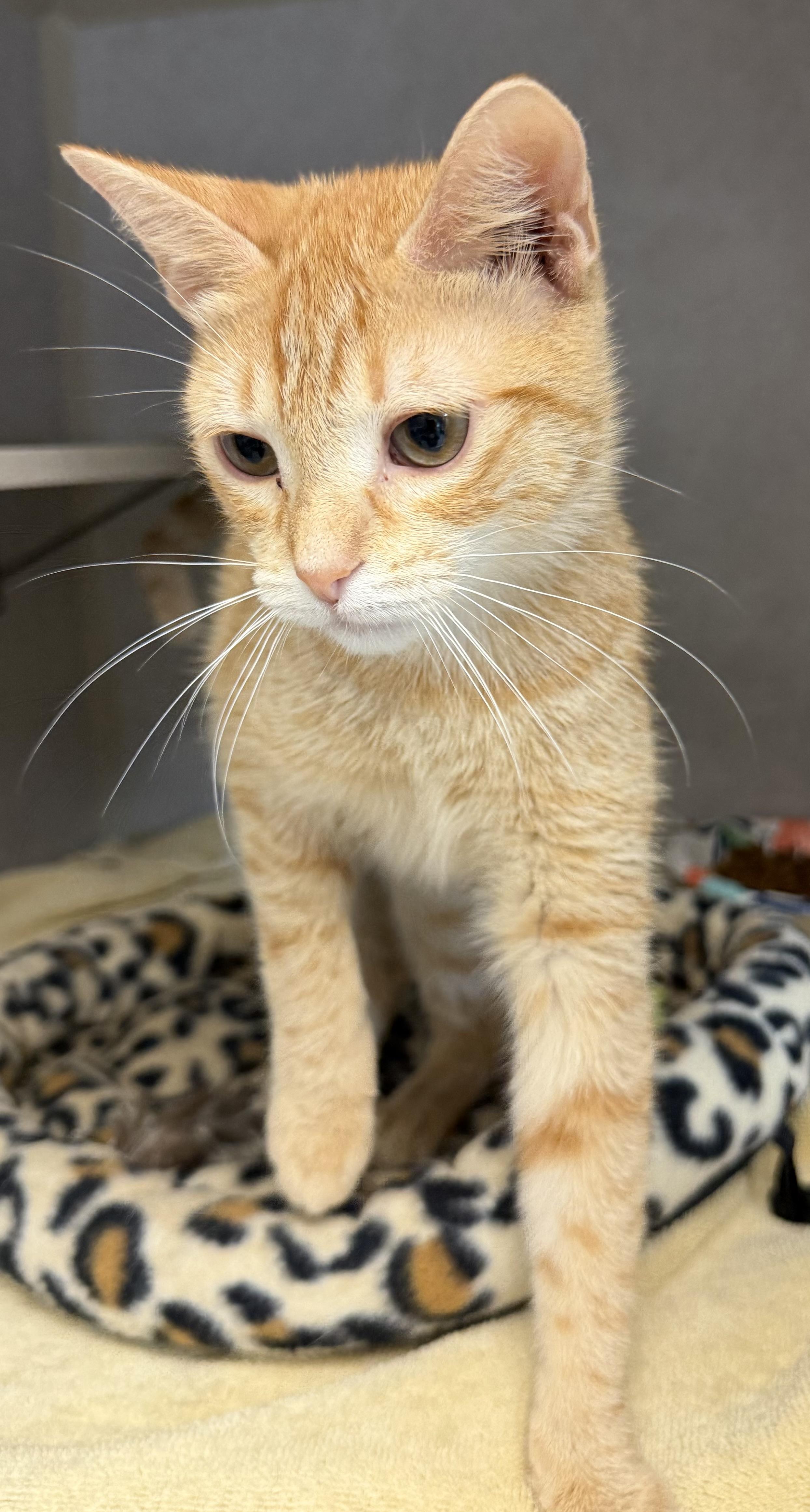 Annabelle, an adoptable mixed breed in Salem, NH image 2/3