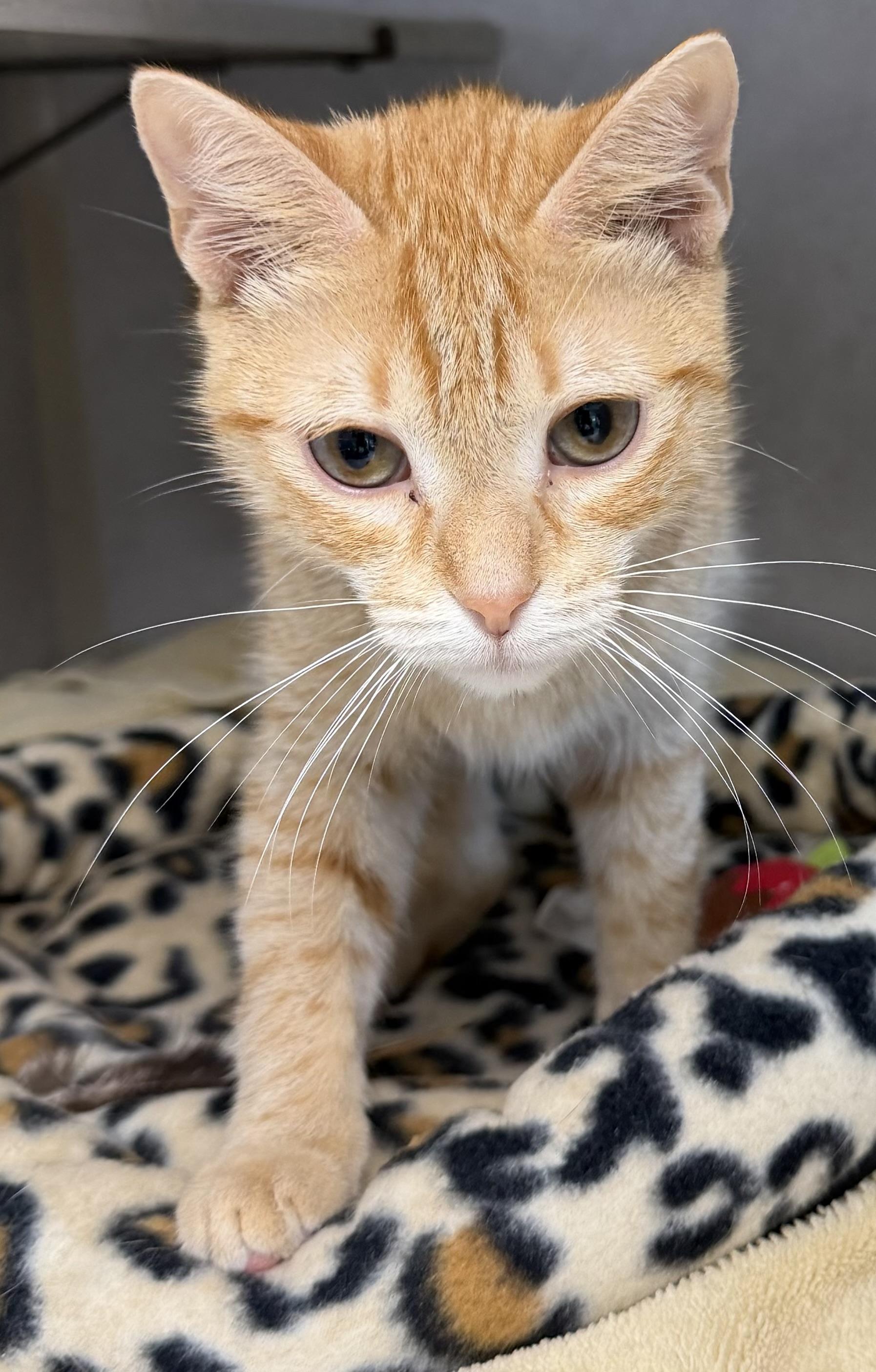 Annabelle, adoptable, Kitten Female Domestic Short Hair.