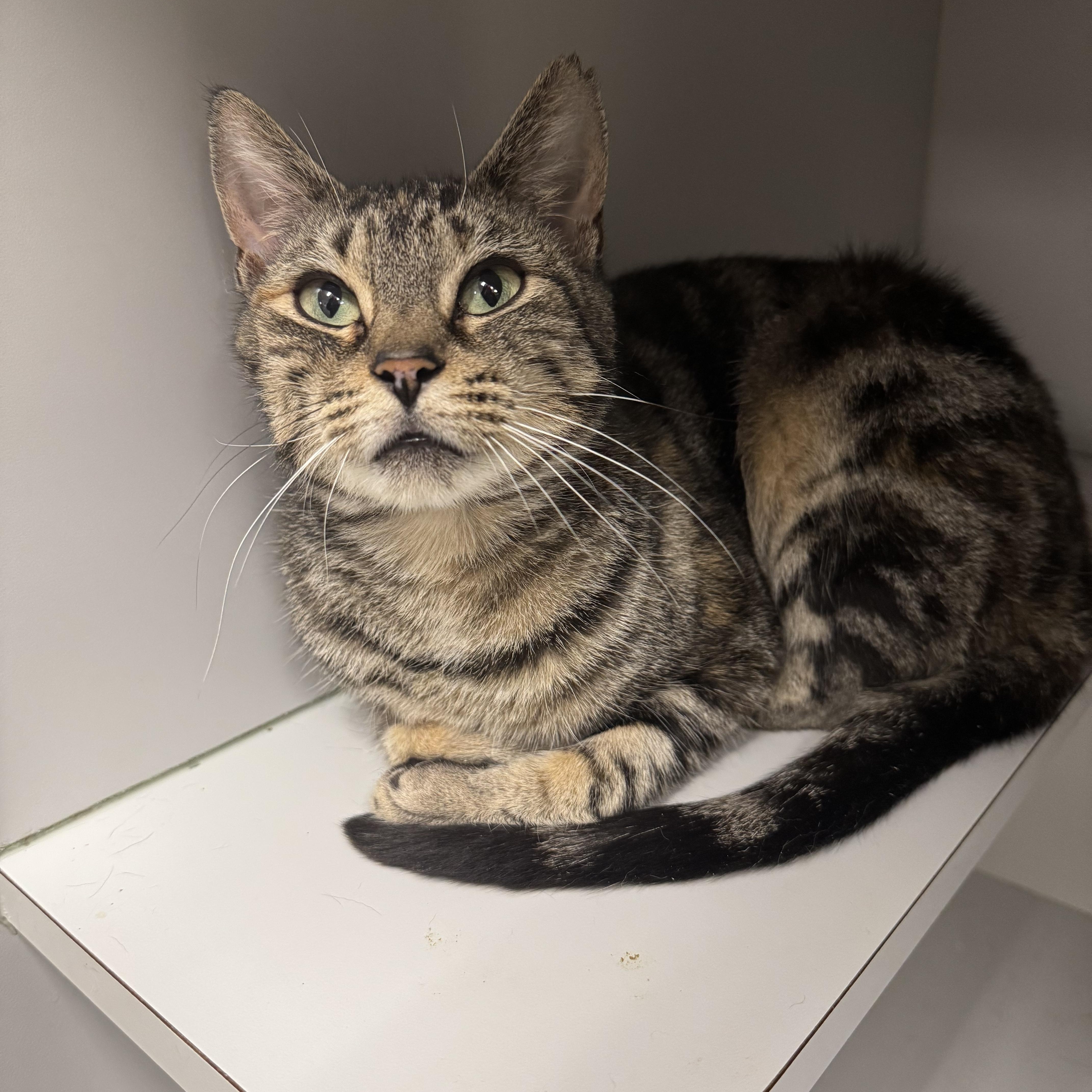 Sophie, Adoptable, Adult Female Domestic Short Hair.