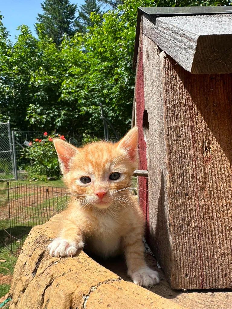 Flicker, Adoptable, Kitten Male Domestic Short Hair.