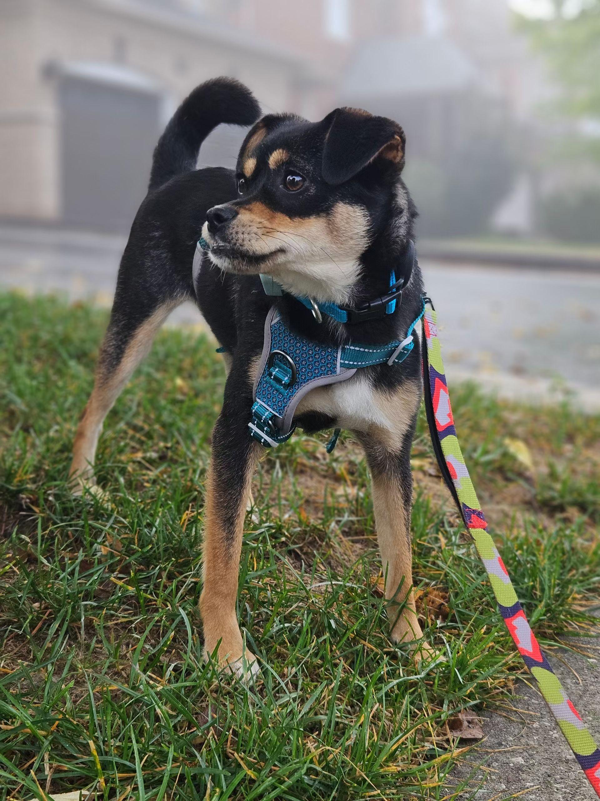 Enlarge Peppa, a Adopted Mixed Breed in Markham, ON image 2/6