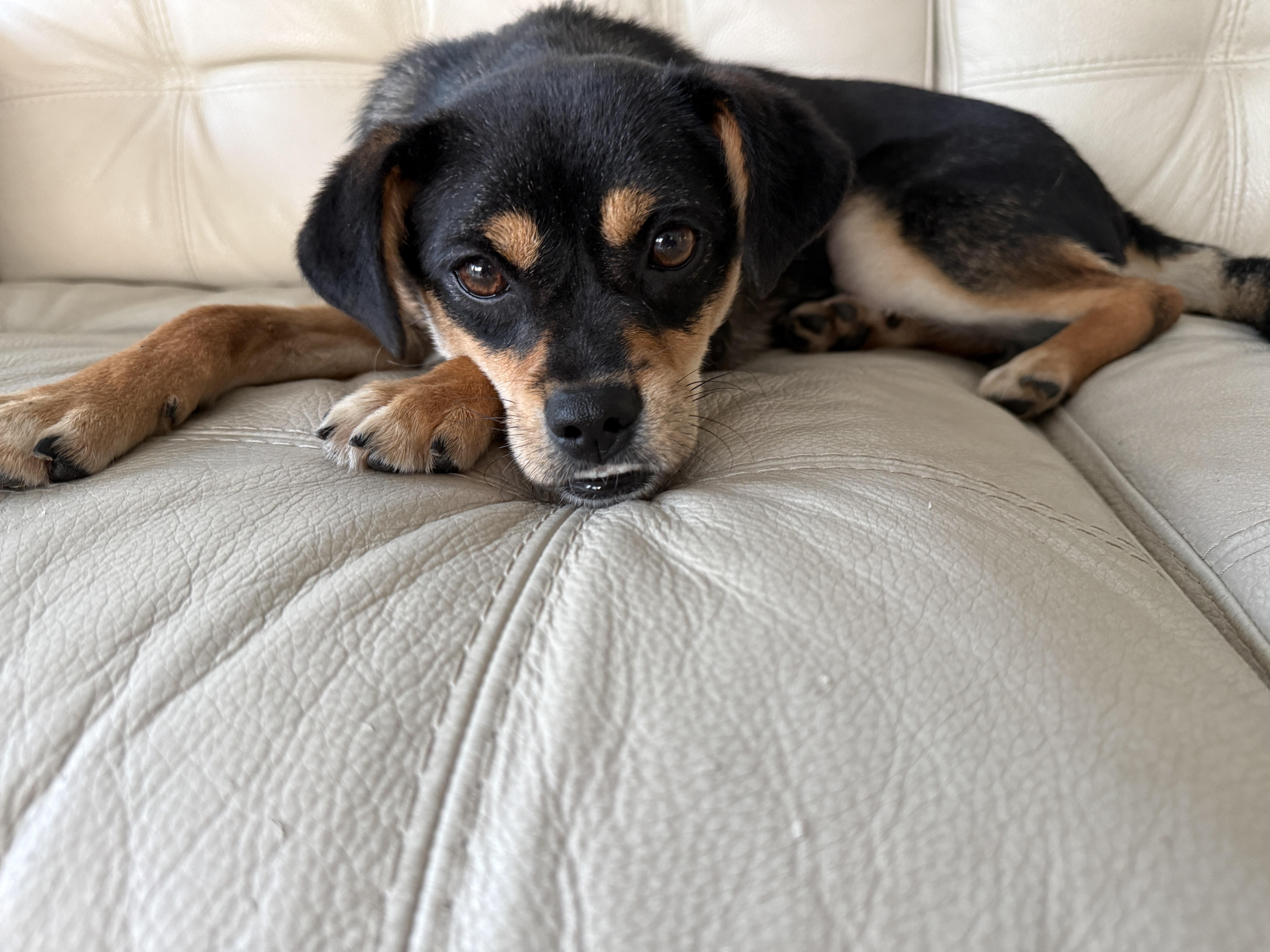 Enlarge Peppa, a Adopted Mixed Breed in Markham, ON image 5/6