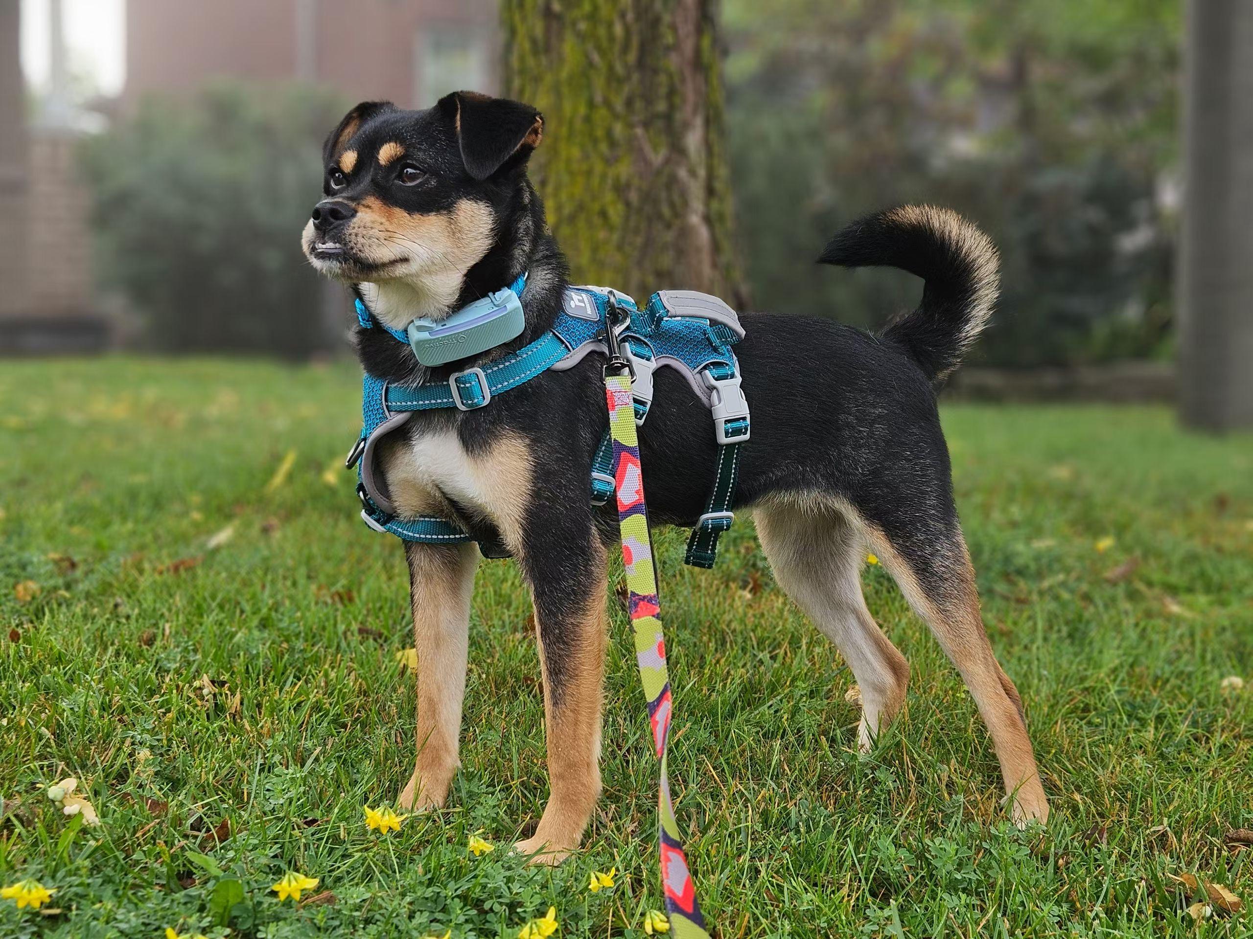 Peppa, Adopted, Young Female Mixed Breed.