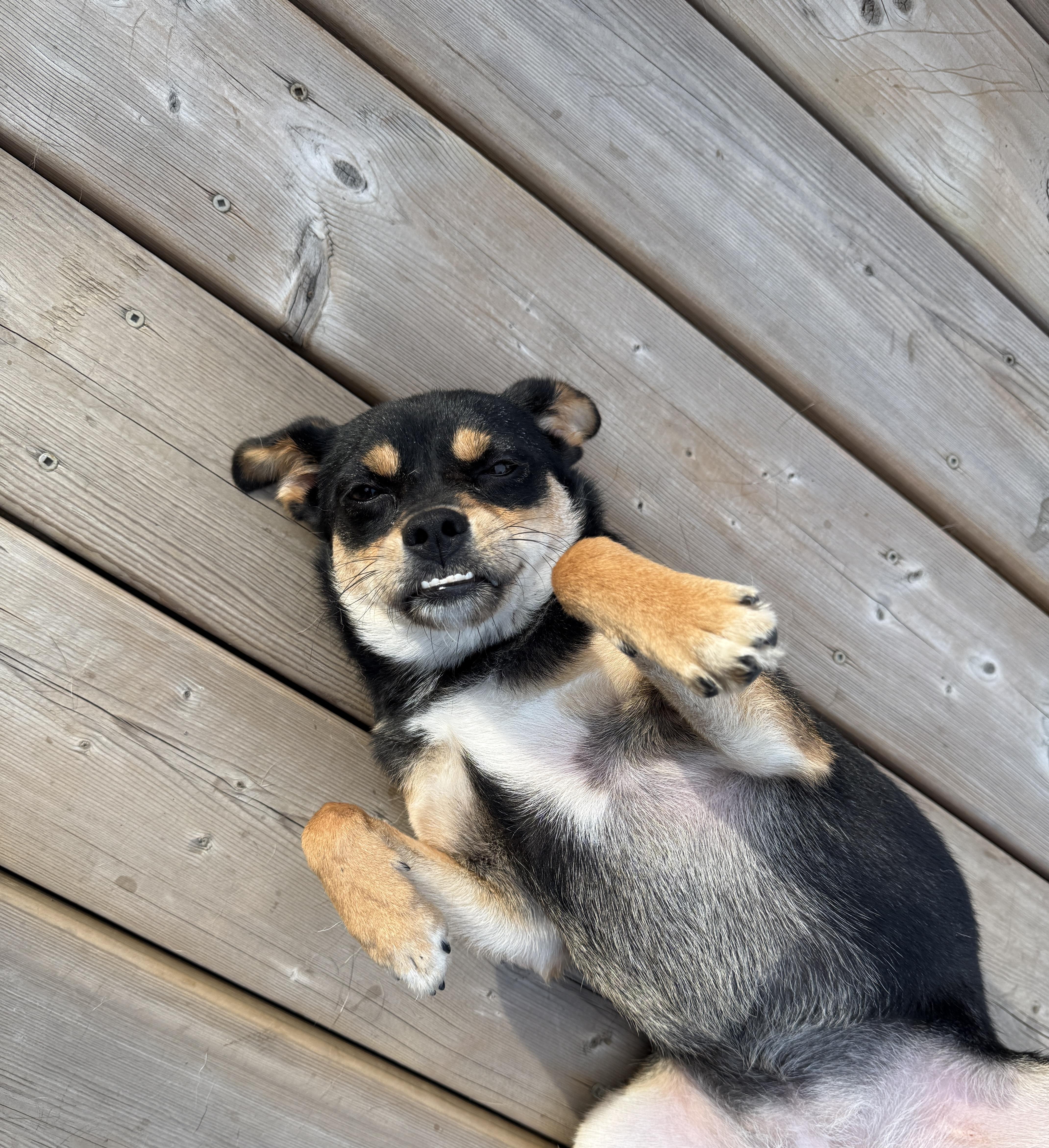Enlarge Peppa, a Adopted Mixed Breed in Markham, ON image 6/6