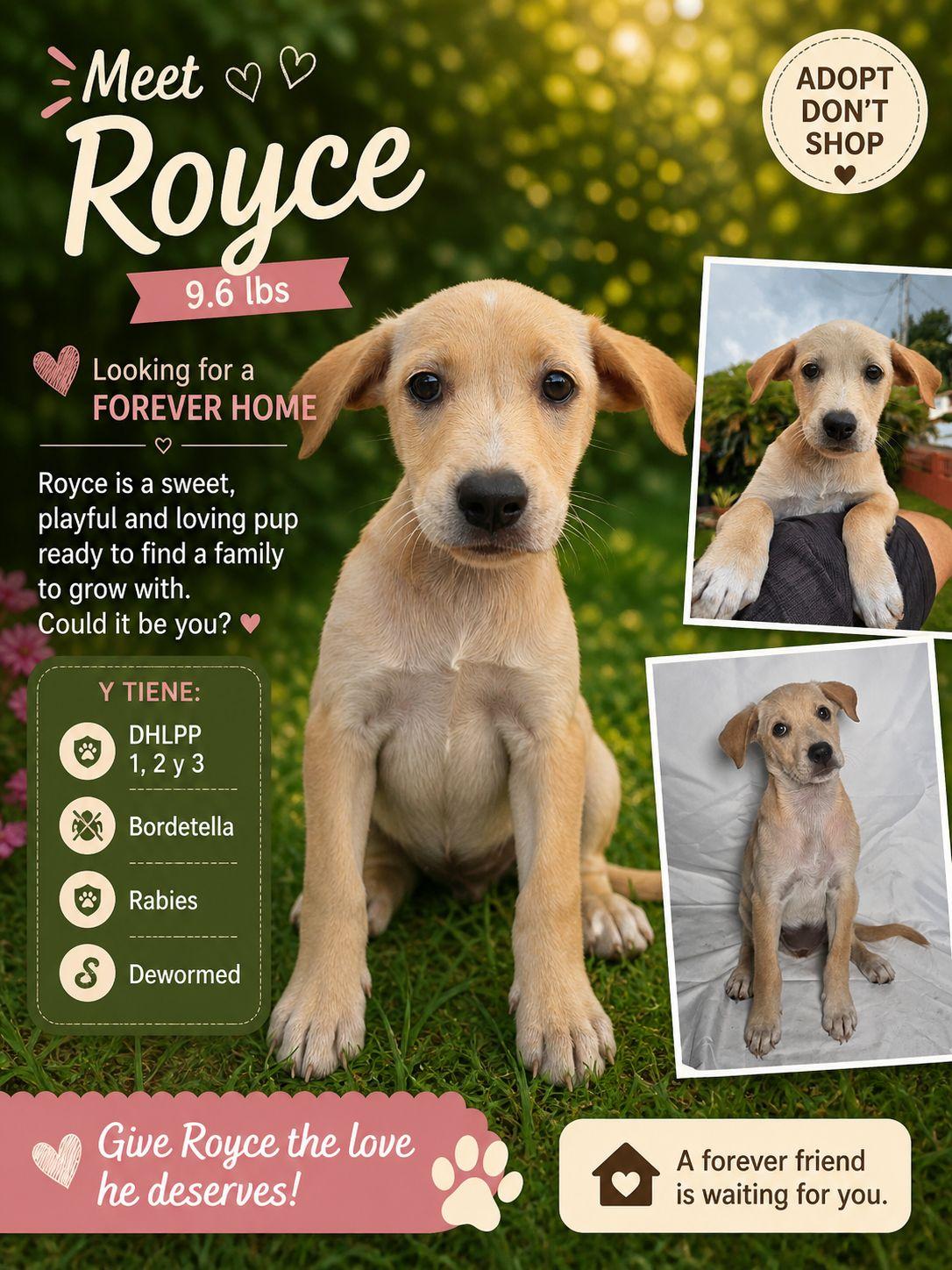 Enlarge Royce, a Adoptable Retriever in Jenkintown, PA image 1/1