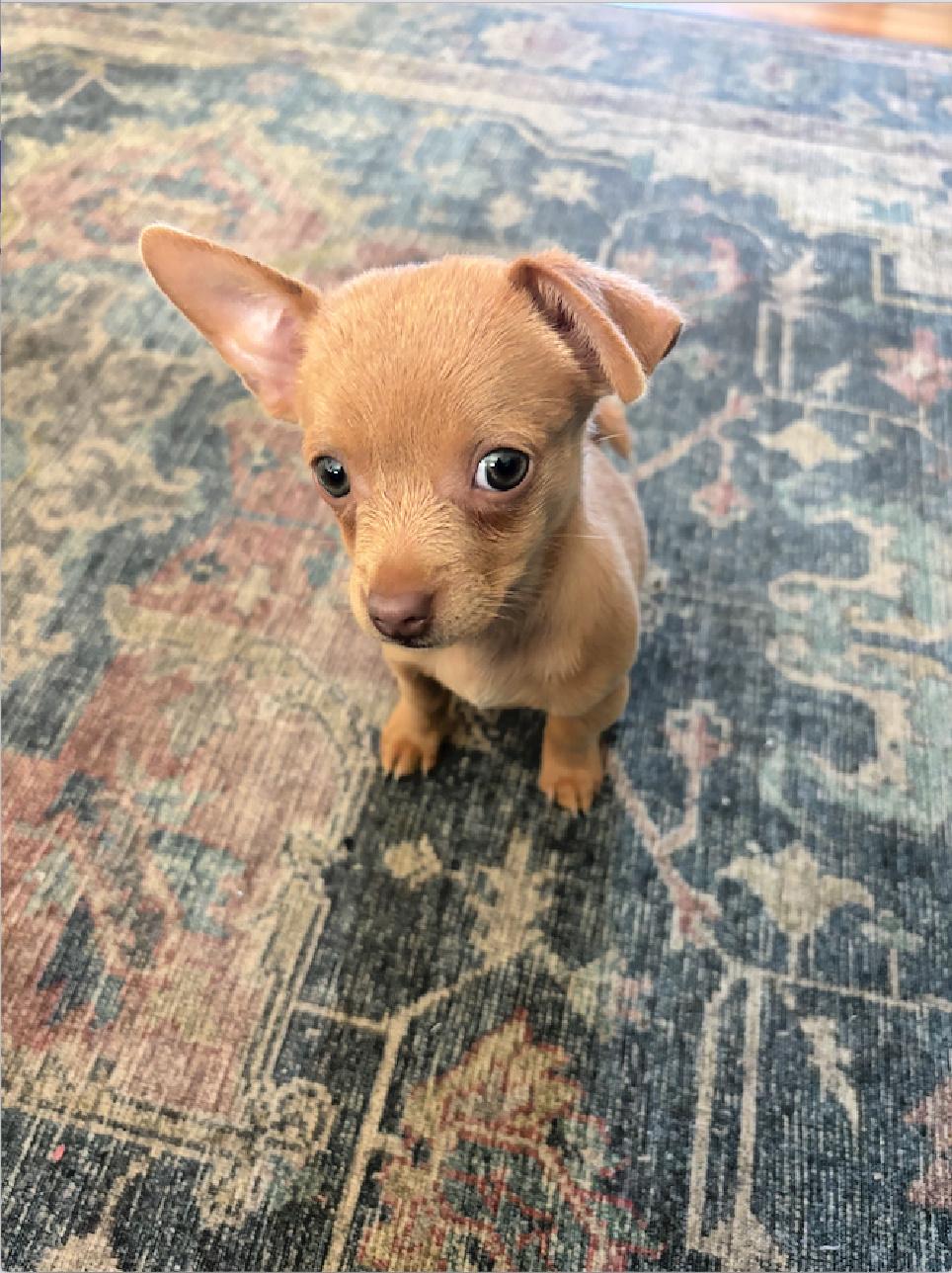 Biscuit is a sweet puppy, Adoptable, Puppy Female Chihuahua & Dachshund.