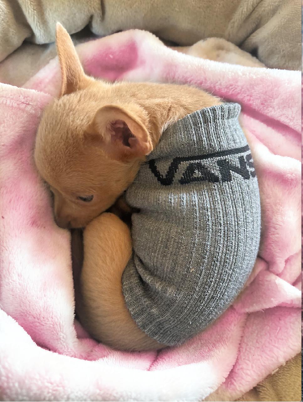 Biscuit is a sweet puppy, a Adoptable mixed breed in Redondo Beach, CA image 2/4