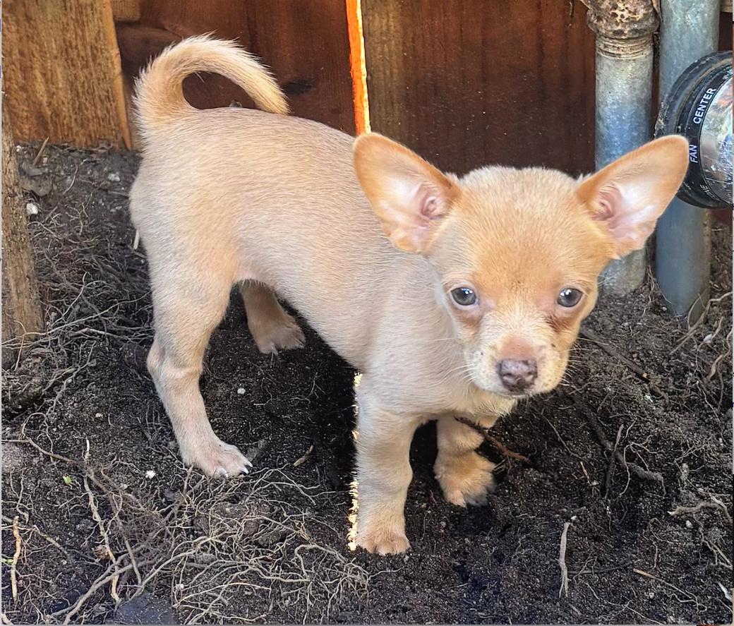 Biscuit is a sweet puppy, a Adoptable mixed breed in Redondo Beach, CA image 3/4