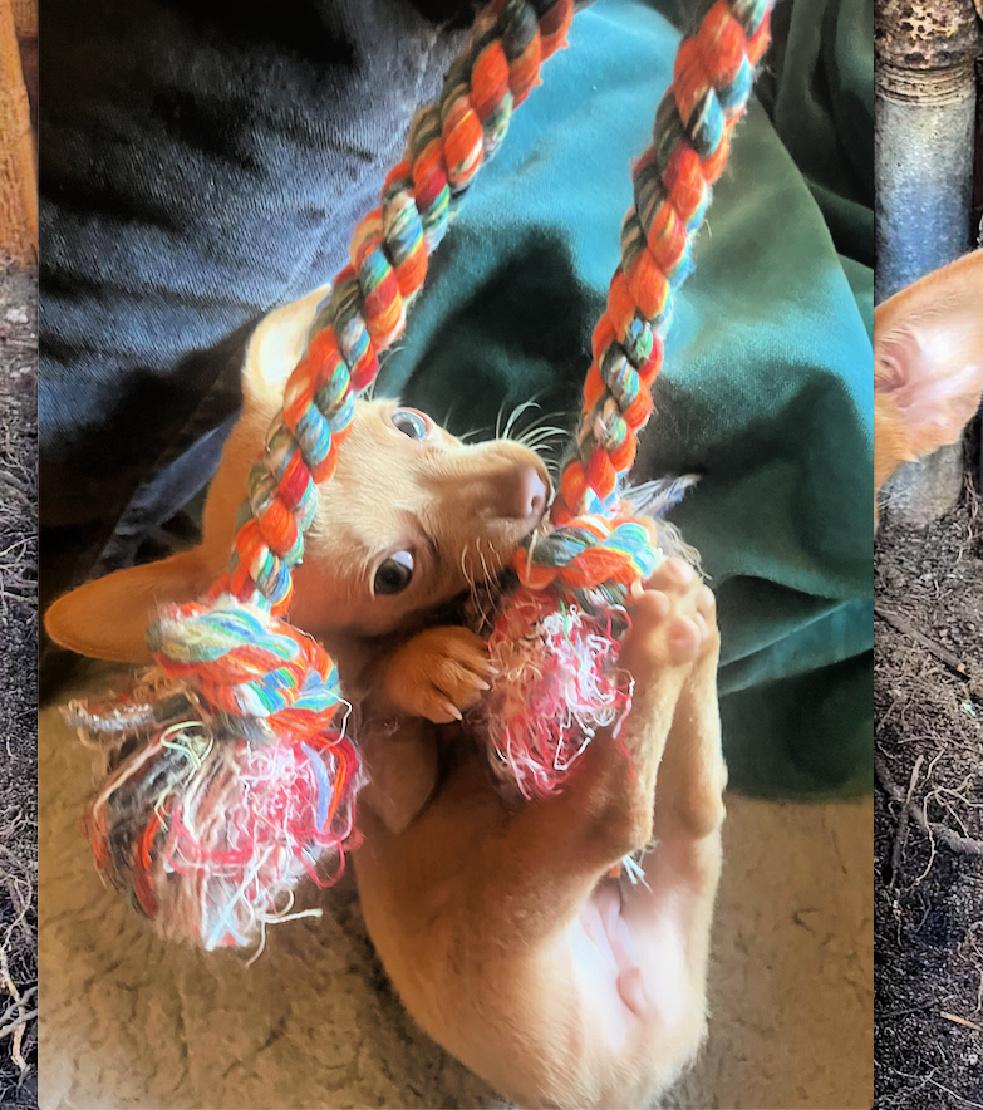 Biscuit is a sweet puppy, a Adoptable mixed breed in Redondo Beach, CA image 4/4