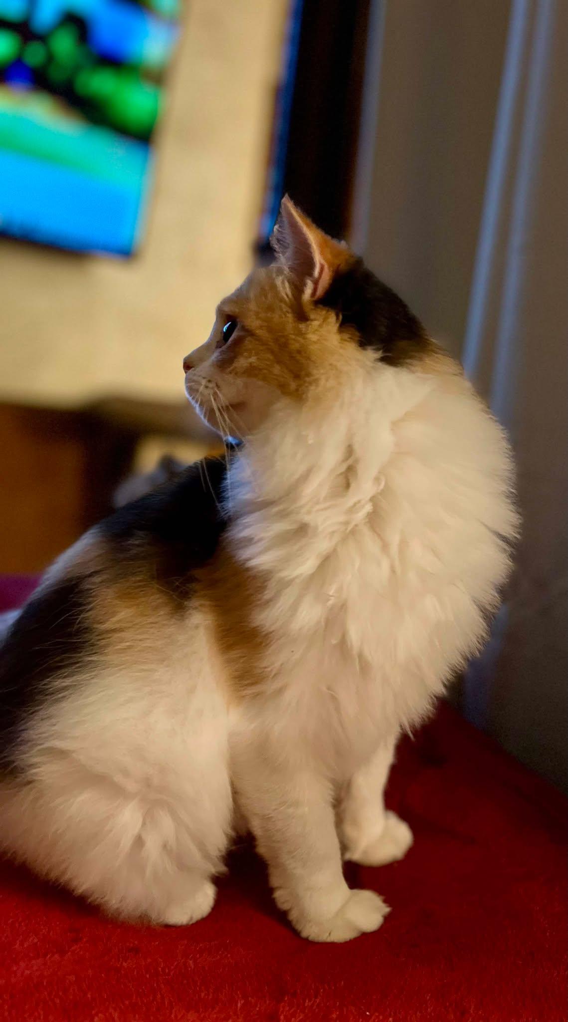 Aurelia, a Adoptable mixed breed in Ennis, TX image 2/2