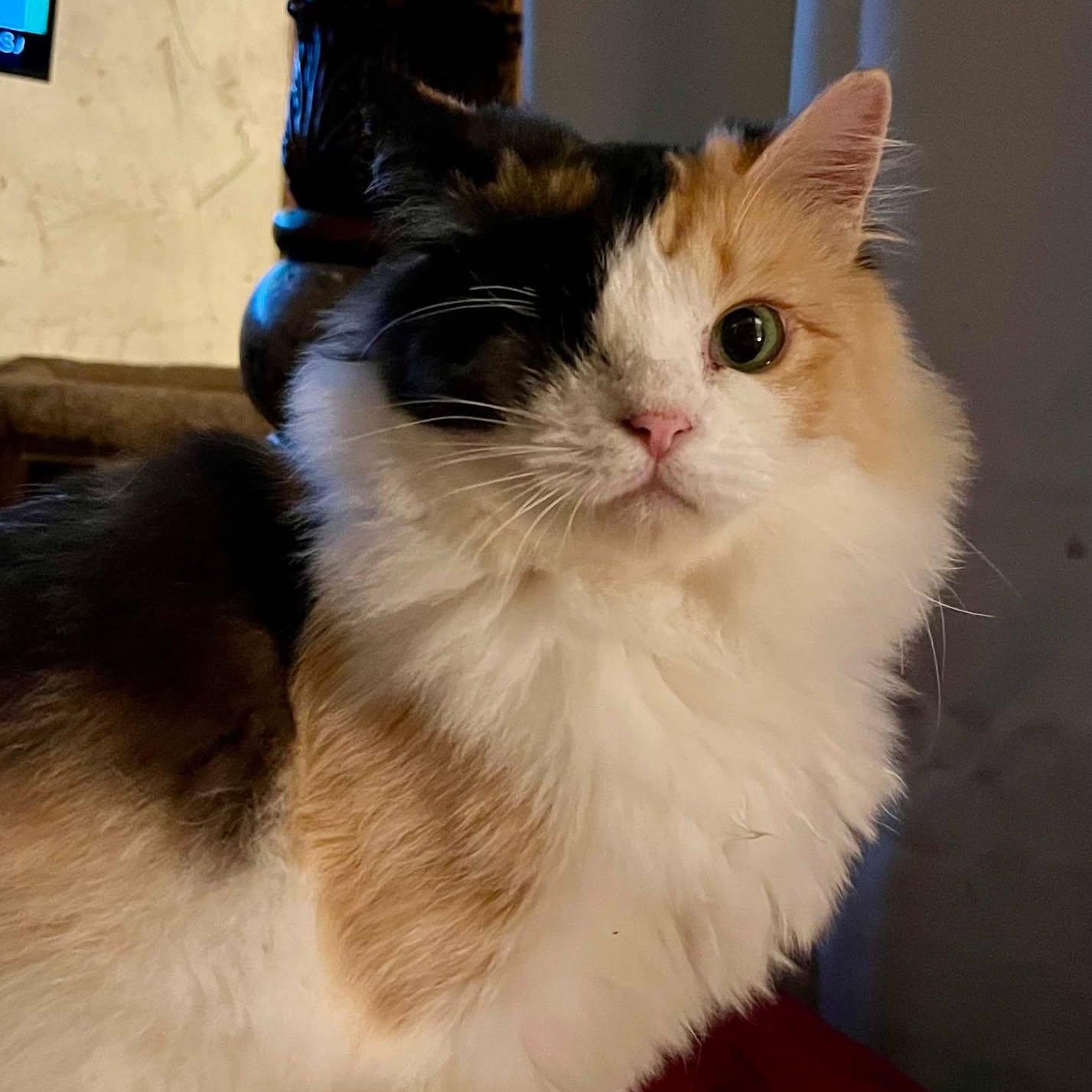 Aurelia, Adoptable, Adult Female Maine Coon.