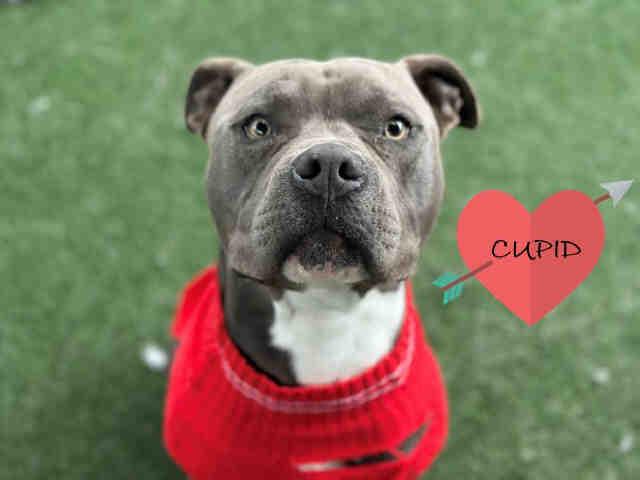 Enlarge CUPID, a Adoptable Pit Bull Terrier in Bonita, CA image 1/1