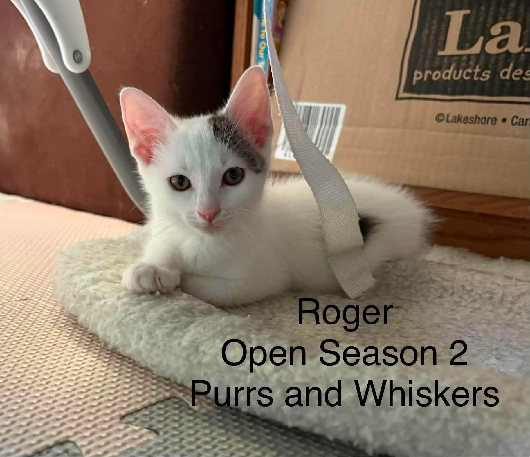 Roger, ADOPTABLE, Kitten Male Domestic Short Hair.