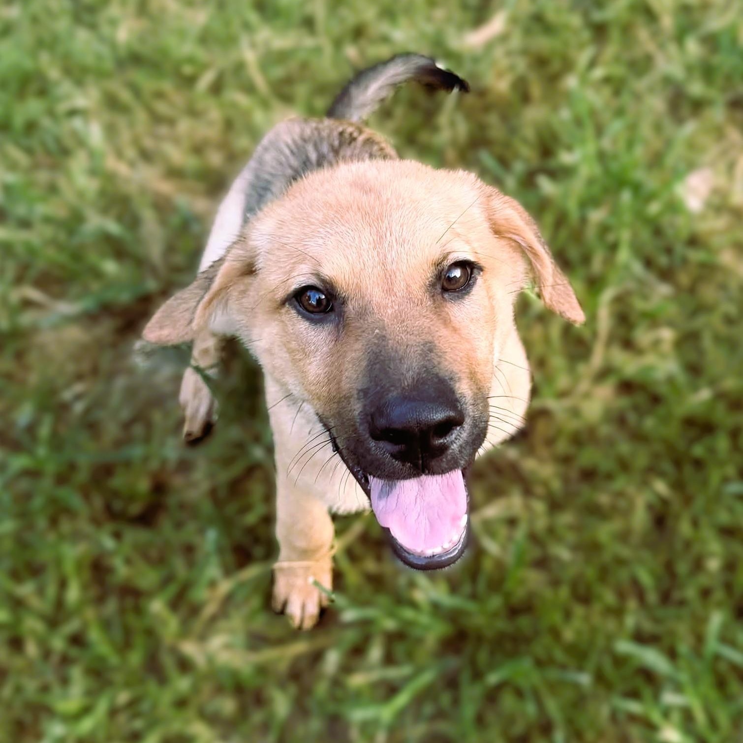 Enlarge Plum, a Adoptable mixed breed in Austin, TX image 3/6