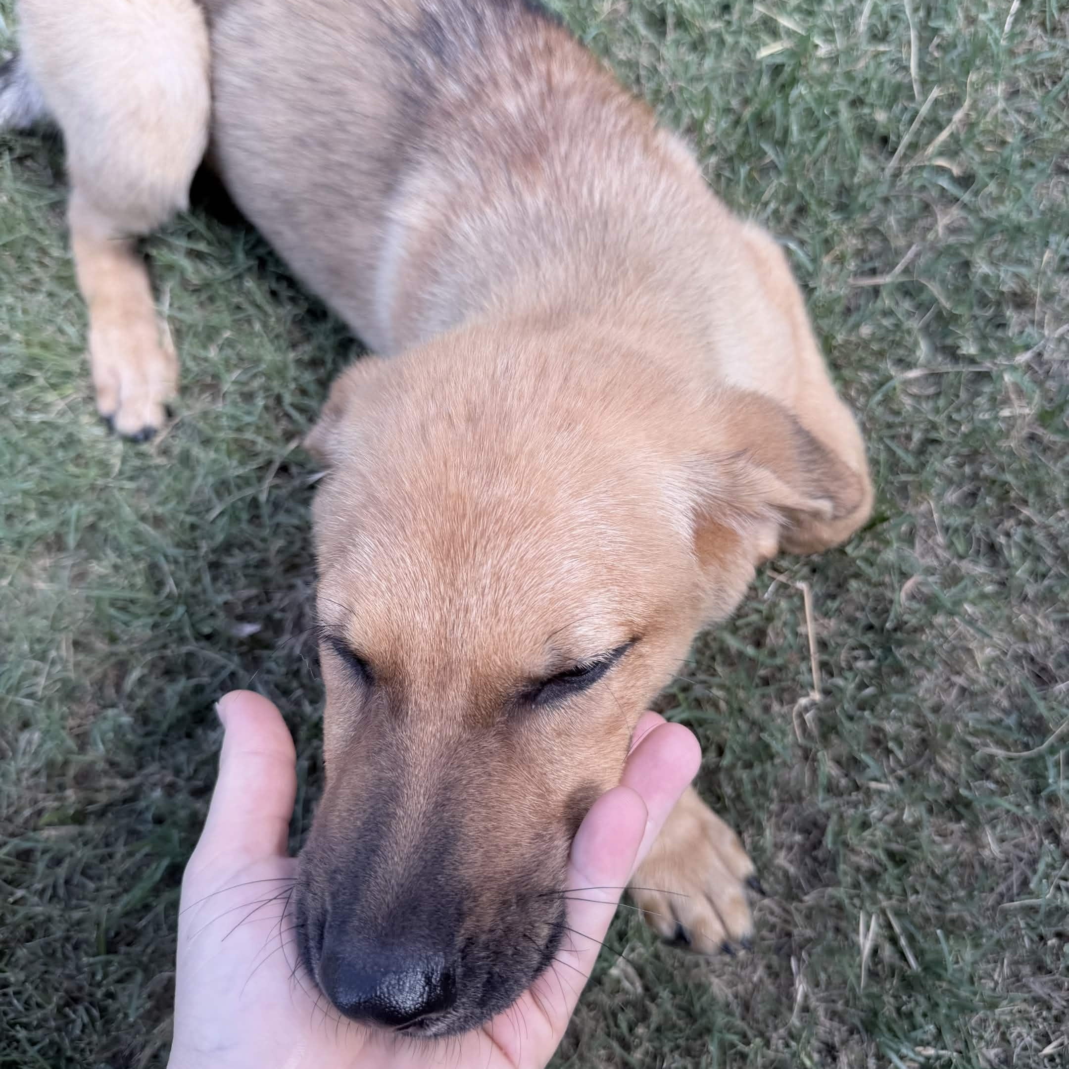Enlarge Plum, a Adoptable mixed breed in Austin, TX image 5/6