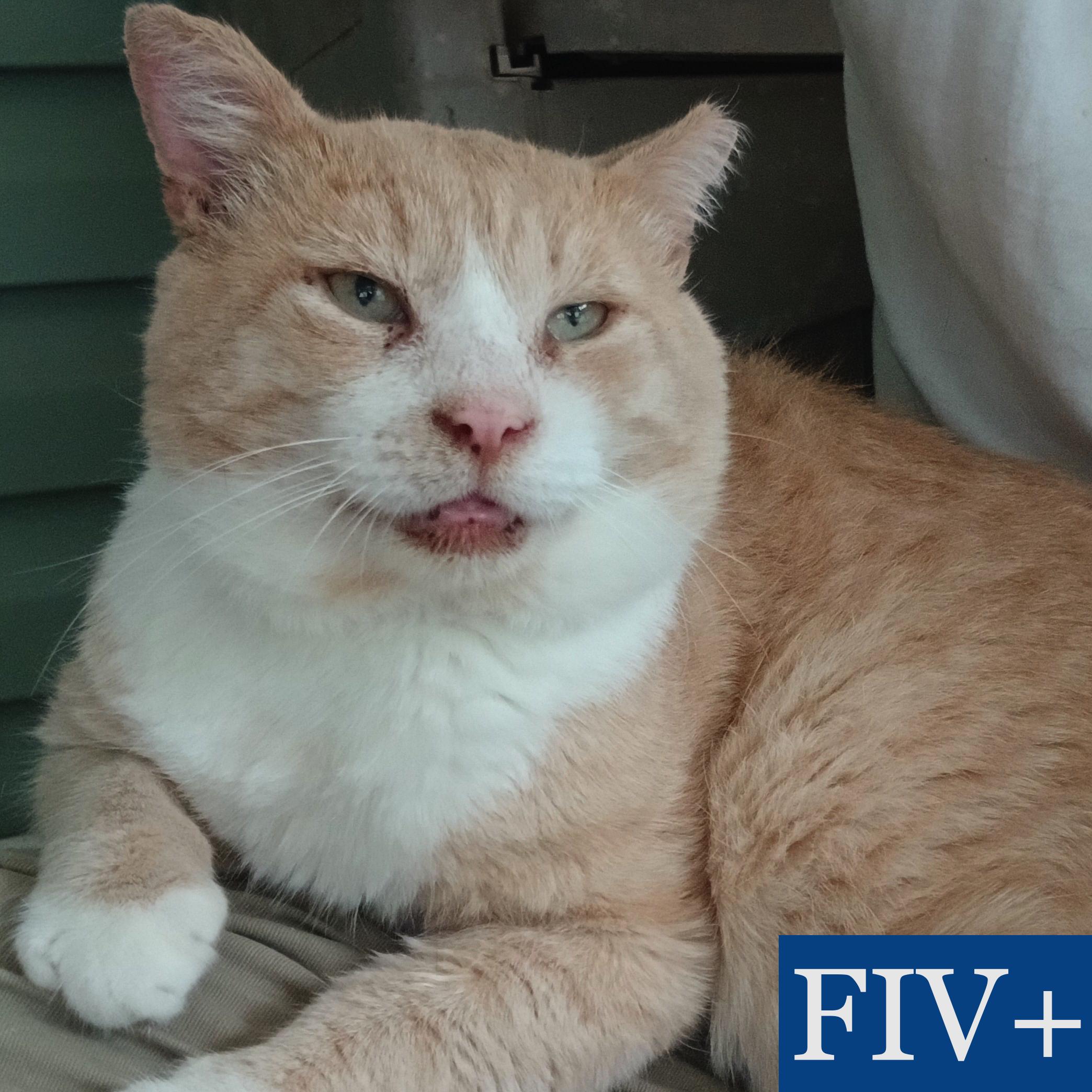 Bobo Biggunz, Adoptable, Senior Male Domestic Short Hair.