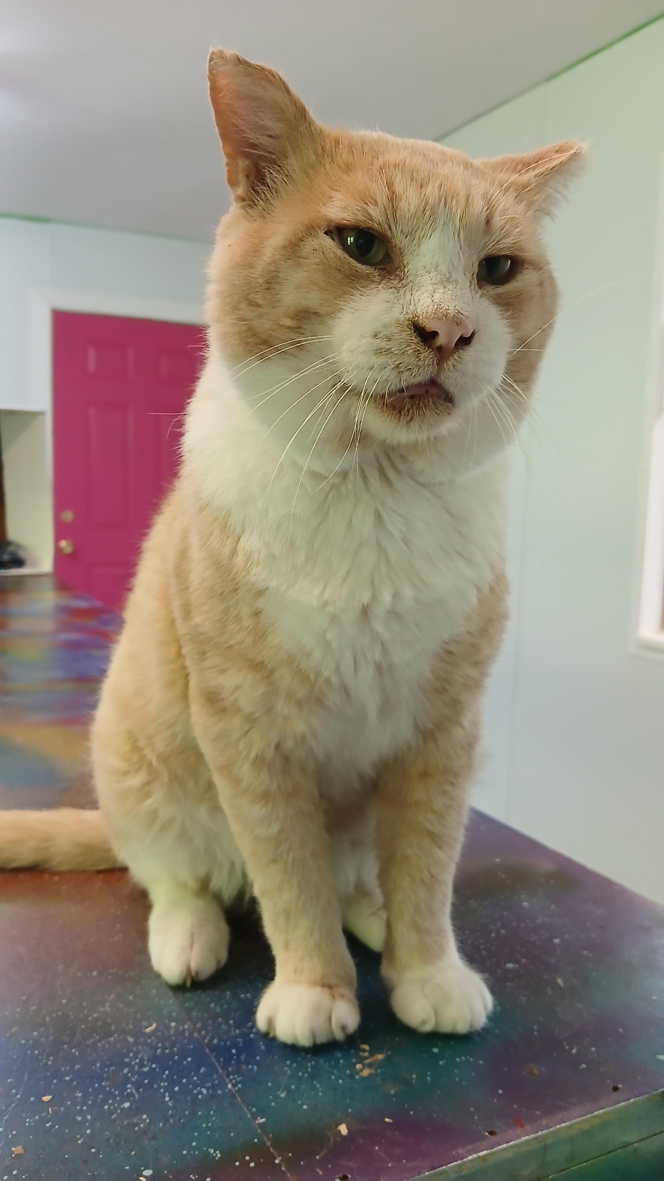 Bobo Biggunz, a Adoptable Domestic Short Hair in Cullowhee, NC image 6/6