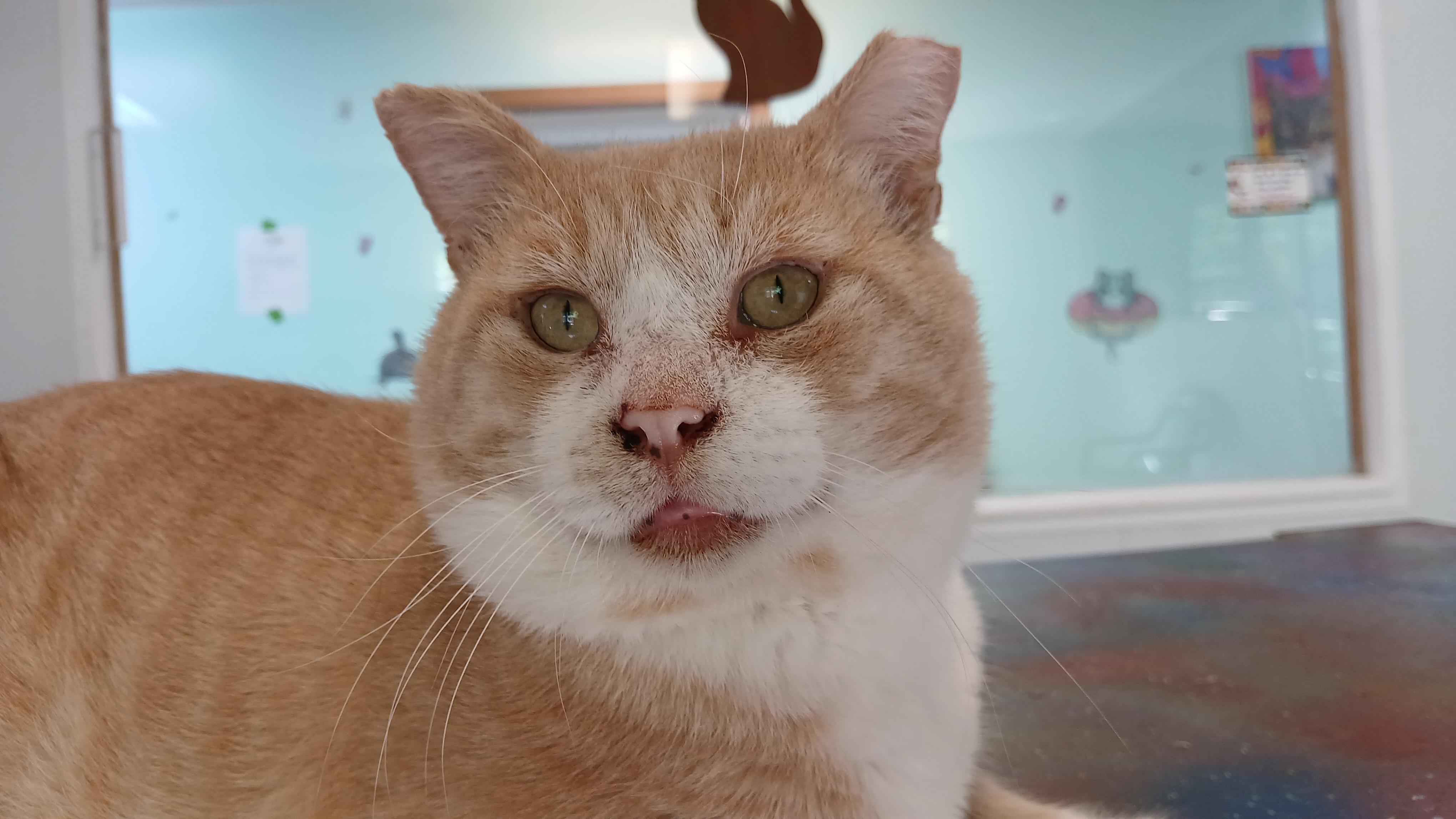 Bobo Biggunz, a Adoptable Domestic Short Hair in Cullowhee, NC image 3/6