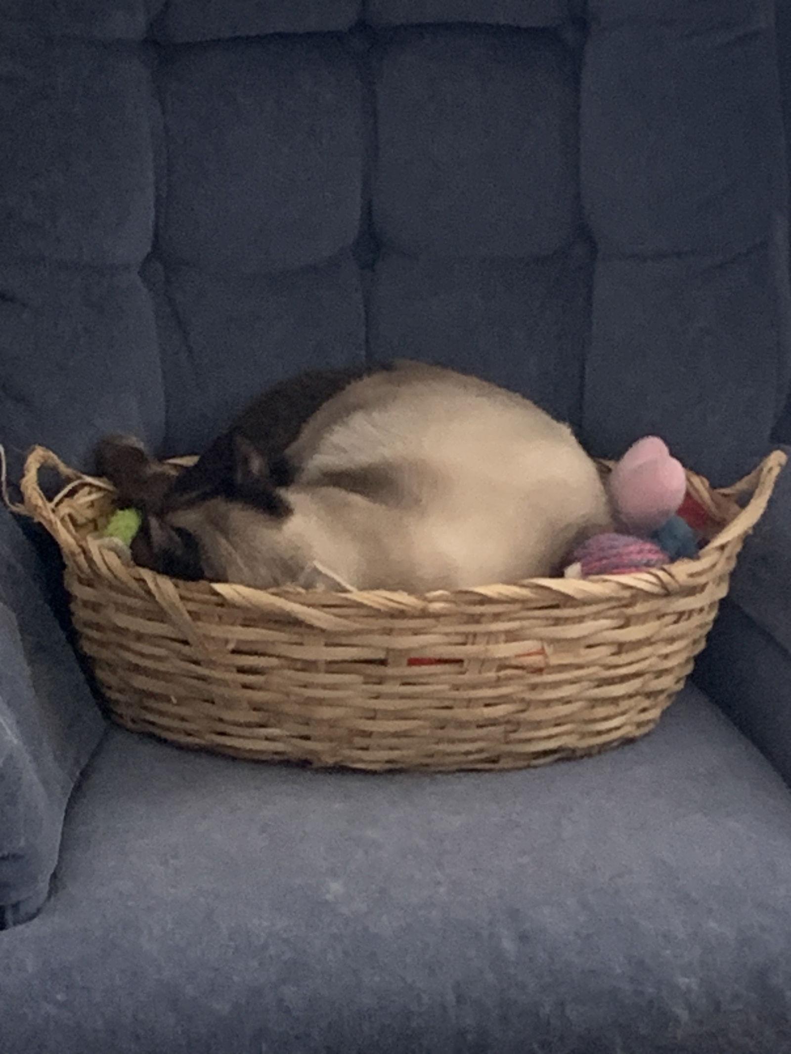 Enlarge Cash, a Adoptable Siamese in Pinckney, MI image 2/3