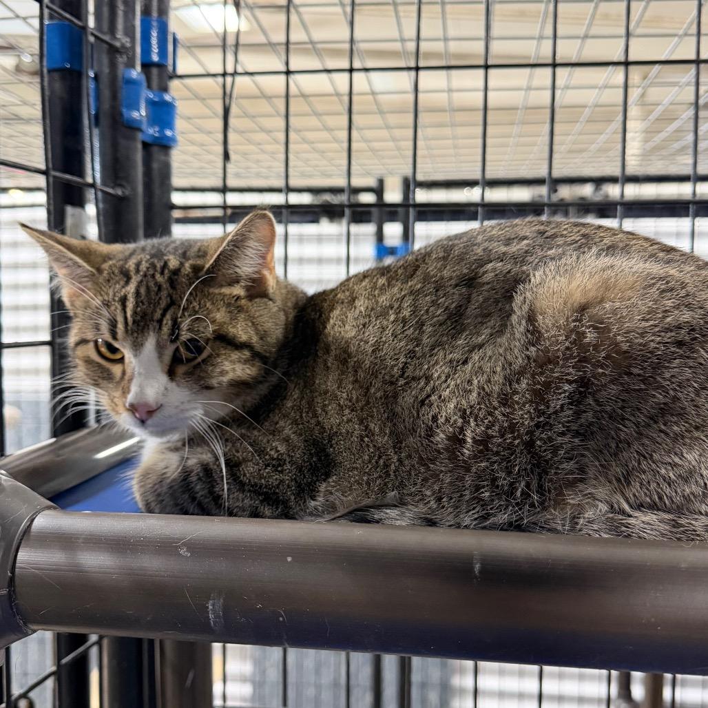 Toaster, Adoptable, Young Male Domestic Short Hair.