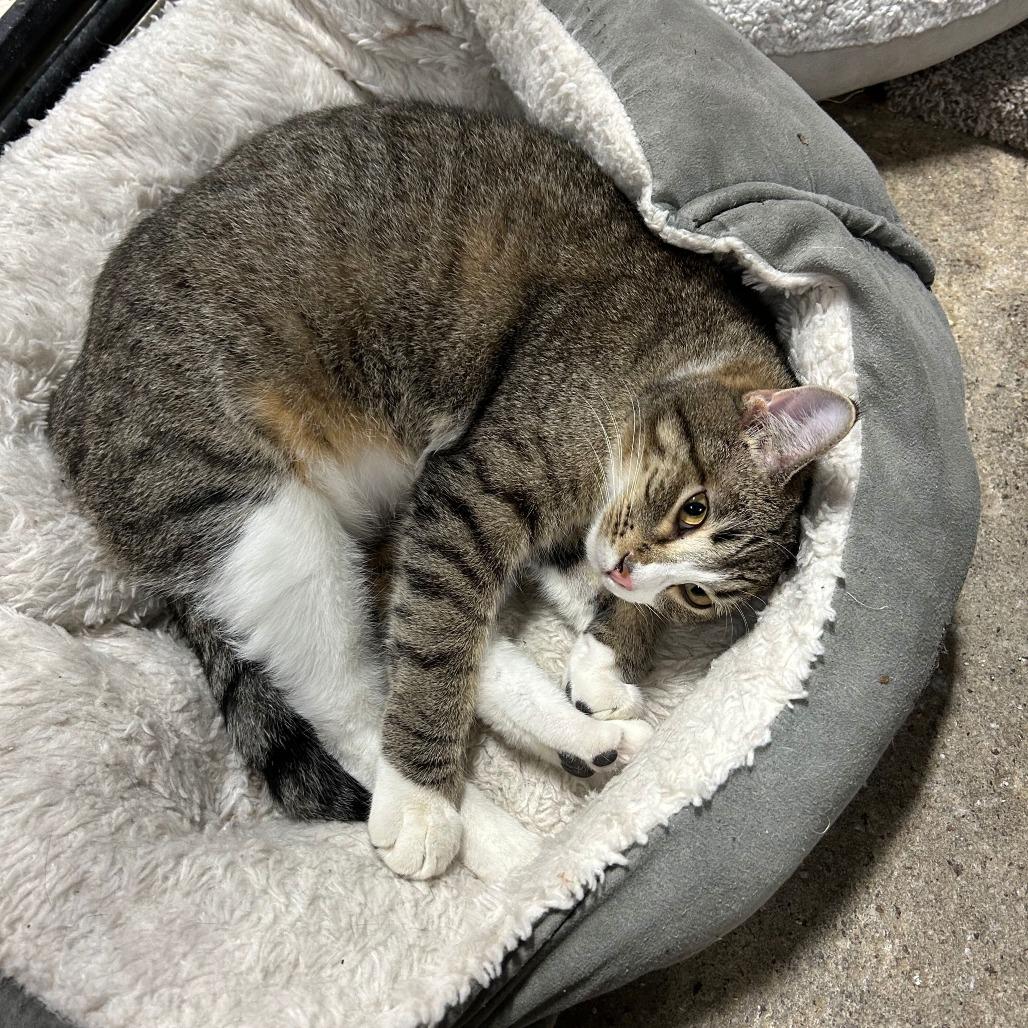 Enlarge Toaster, a Adoptable Domestic Short Hair in Tipton, IA image 2/3