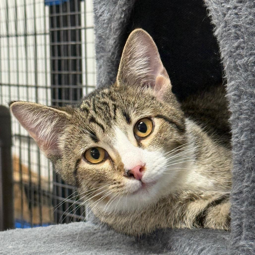 Enlarge Toaster, a Adoptable Domestic Short Hair in Tipton, IA image 2/2