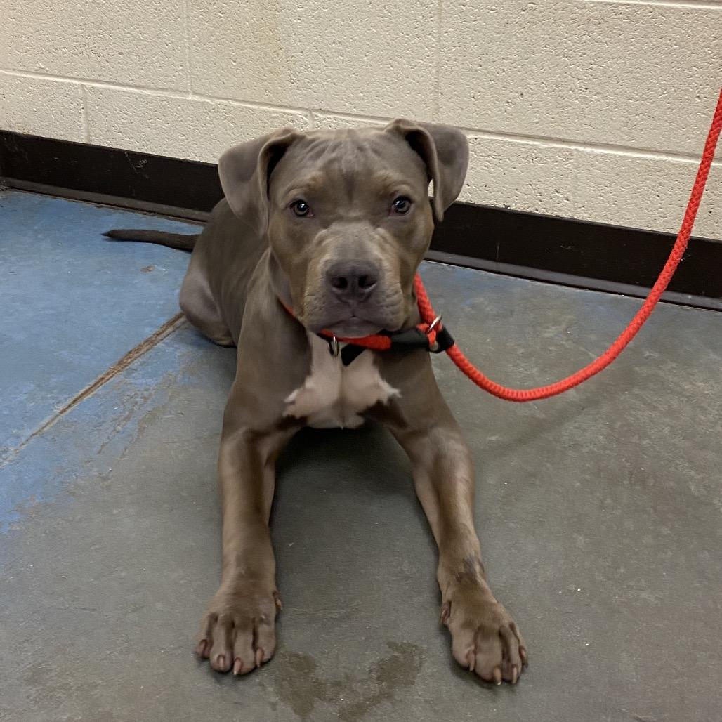 Ollie, Adoptable, Young Male Mixed Breed.