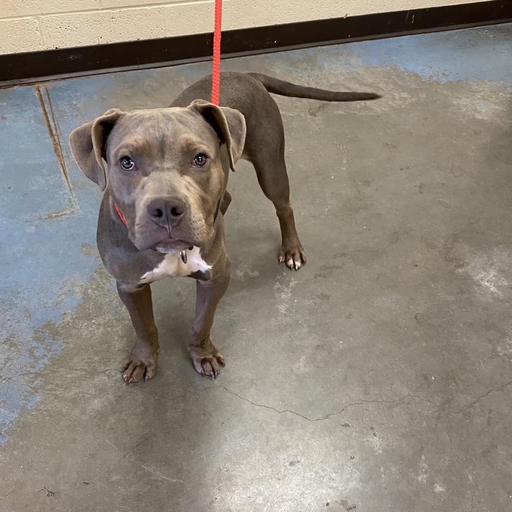 Enlarge Ollie, a Adoptable Mixed Breed in Gainesville, GA image 2/2