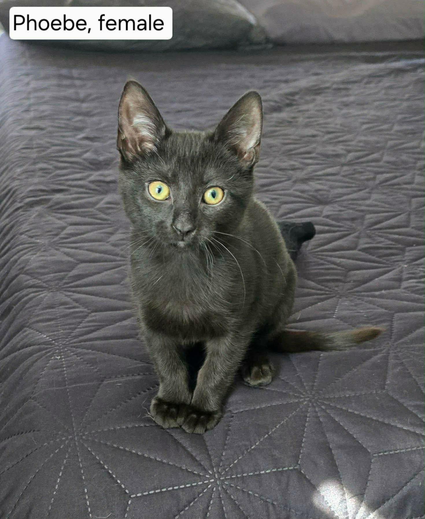 Enlarge Phoebe, a Adoptable Domestic Short Hair in Highland, NY image 1/1